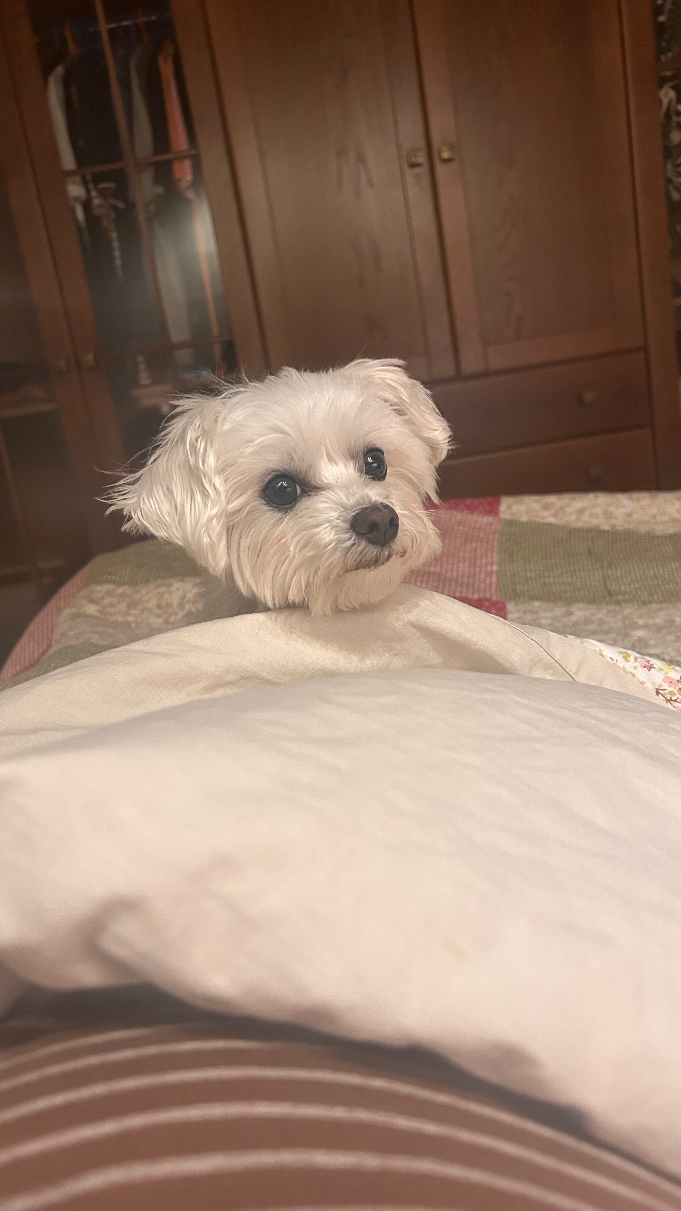 Búsqueda de mascotas, foto: Perro Bichón Frisé Perdido en Pinto