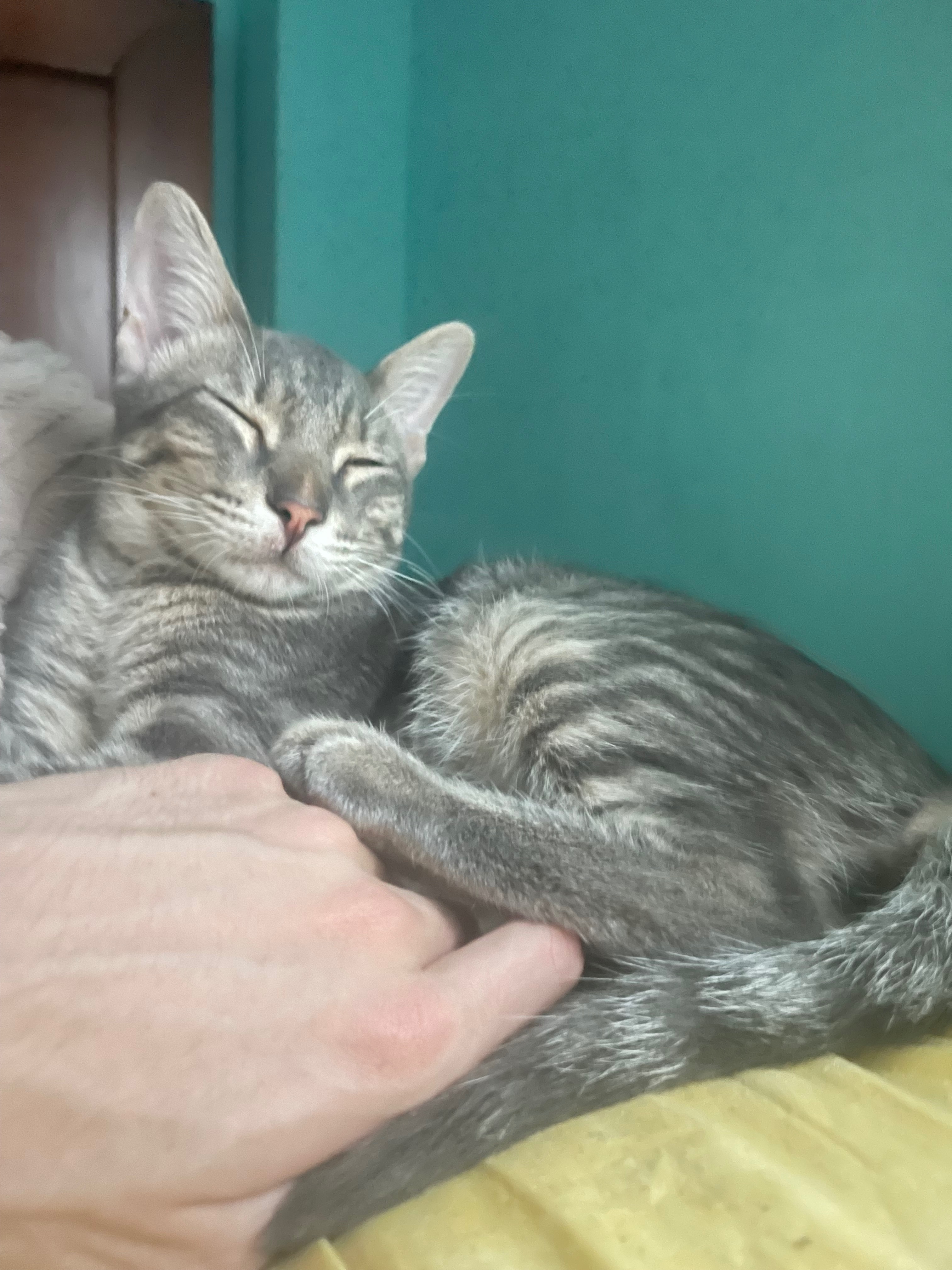 ¡Ayuda! Dos Gatos Perdidos en Dos Hermanas