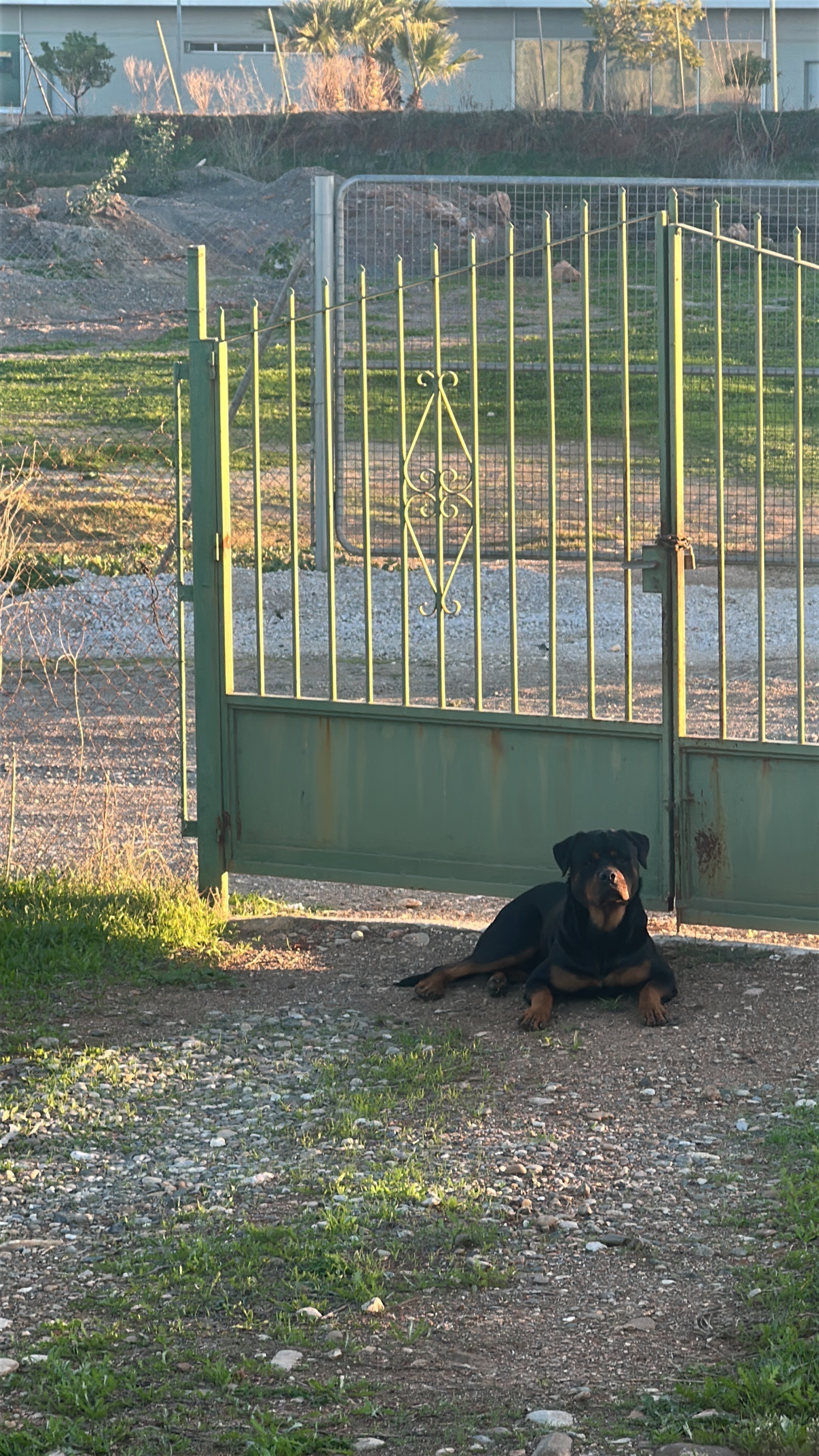 Rottweiler Encontrado en Cárta...