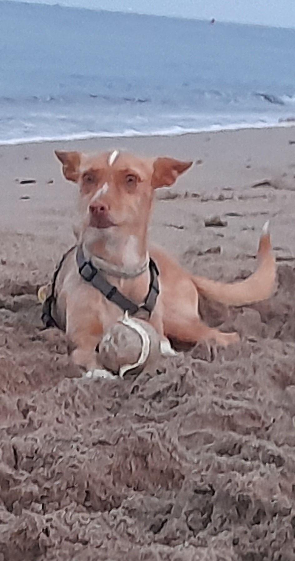 Animales perdidos , foto: Perro perdido en Miami Platja: Podenco rubio