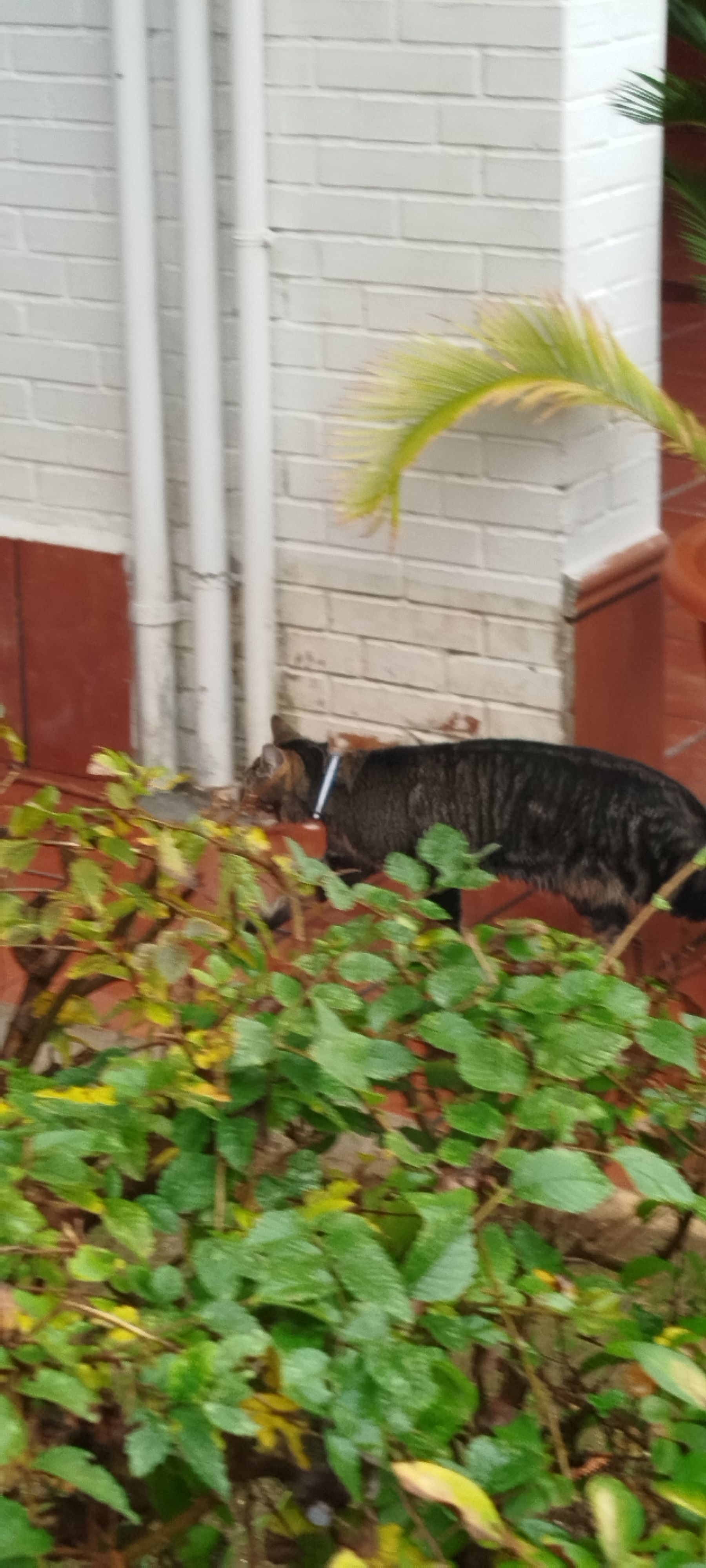 Gato Perdido con Collar Azul y Blanco en Sevilla