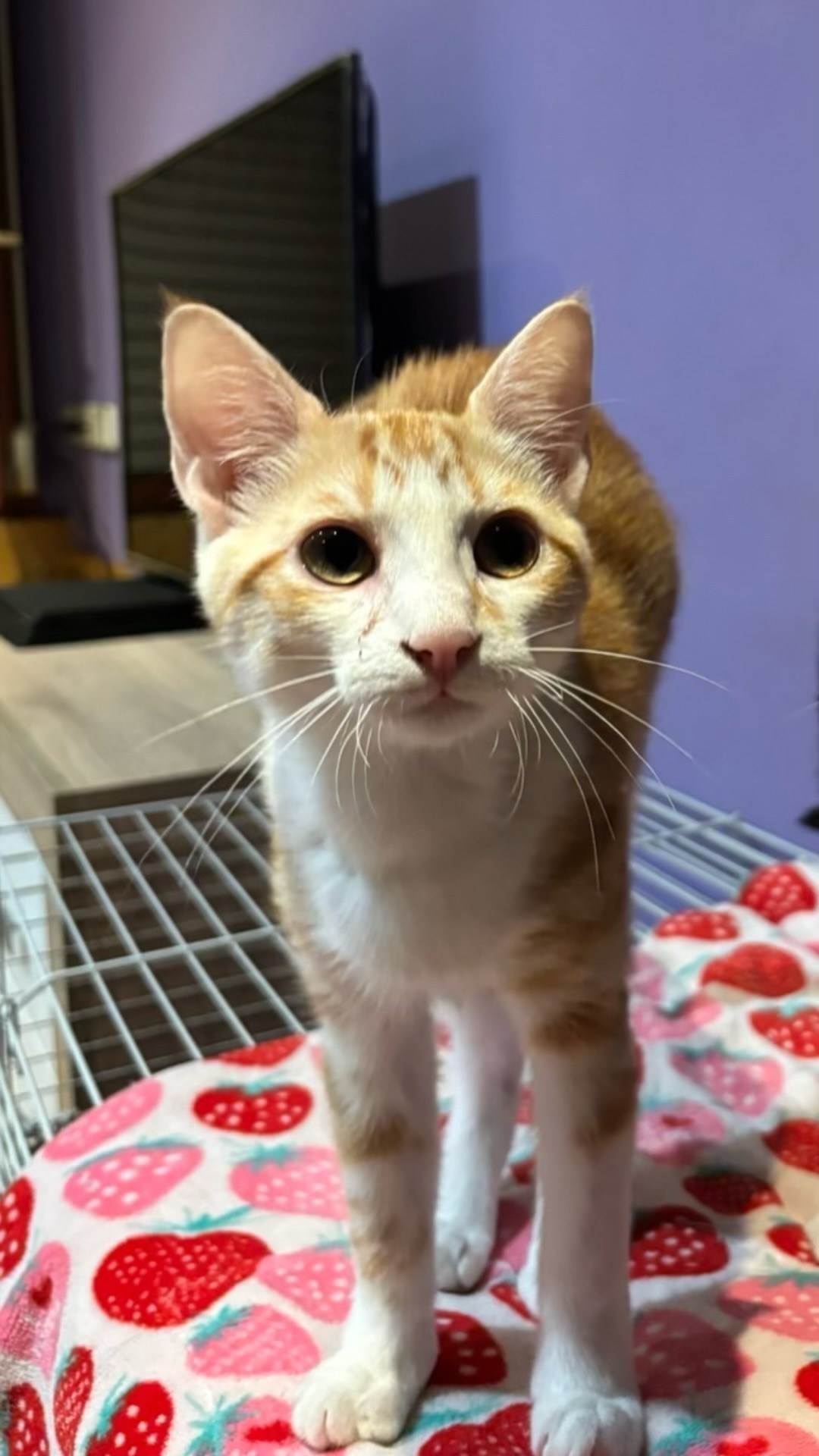 Gato Perdido en Gijón: Horus Necesita Volver