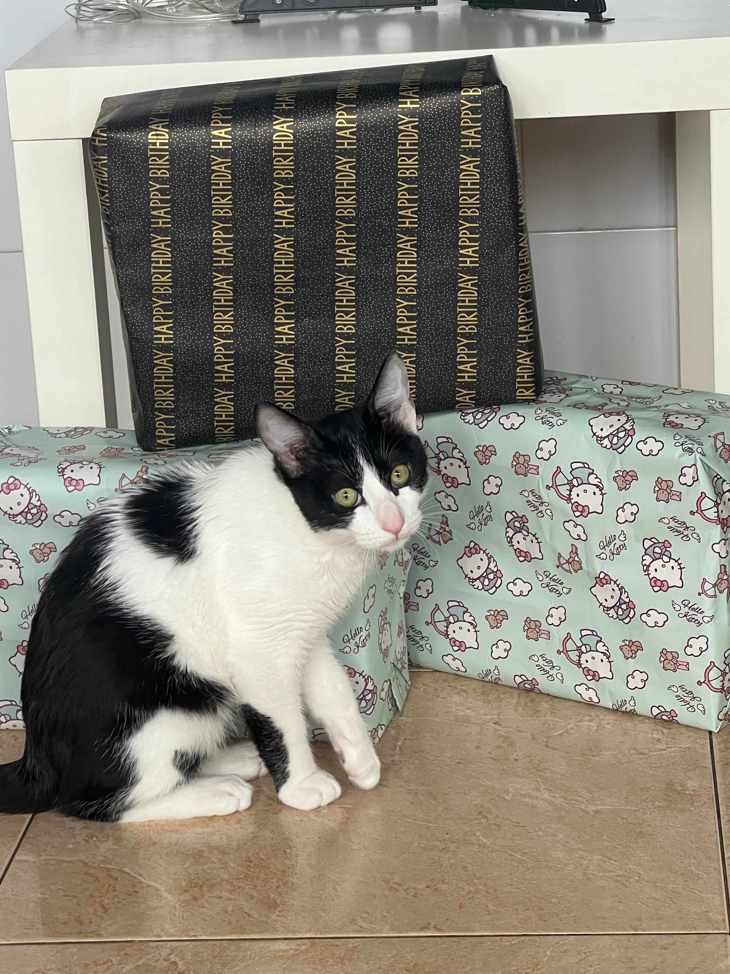 Buscamos Gato Blanco y Negro en Avilés