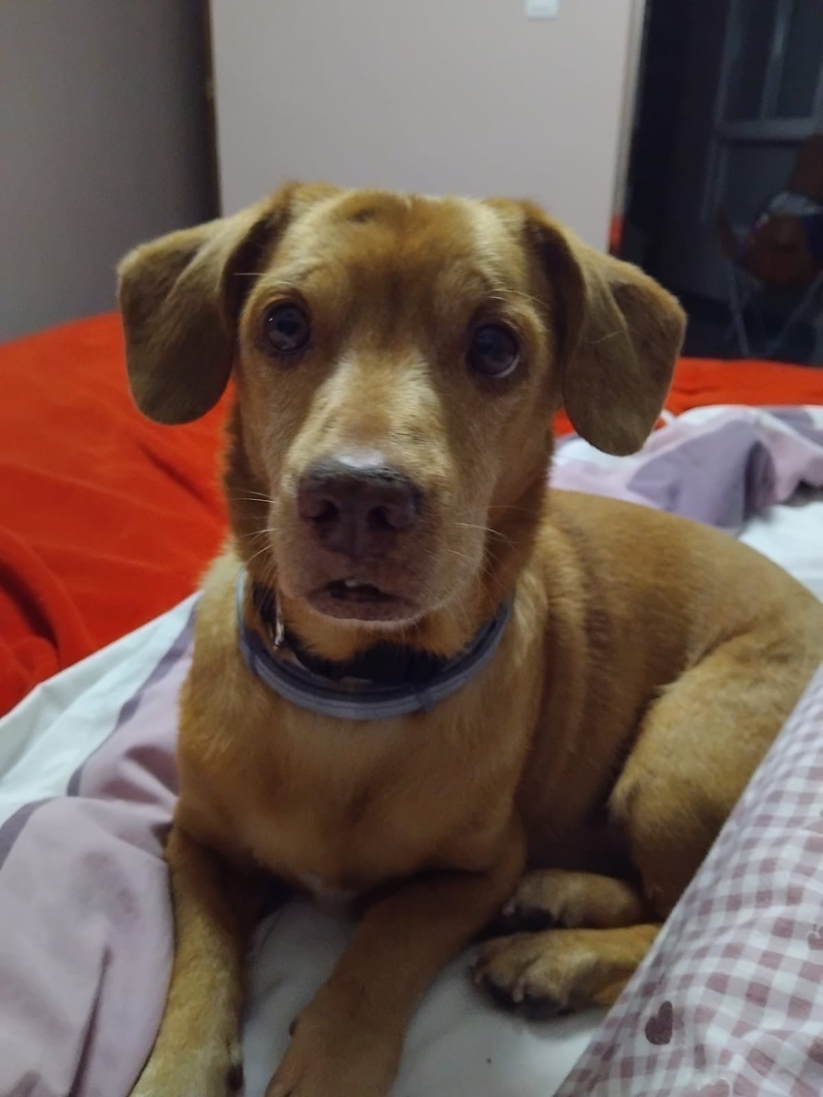 Perro Mestizo Perdido en Sax: Salchicha Canela