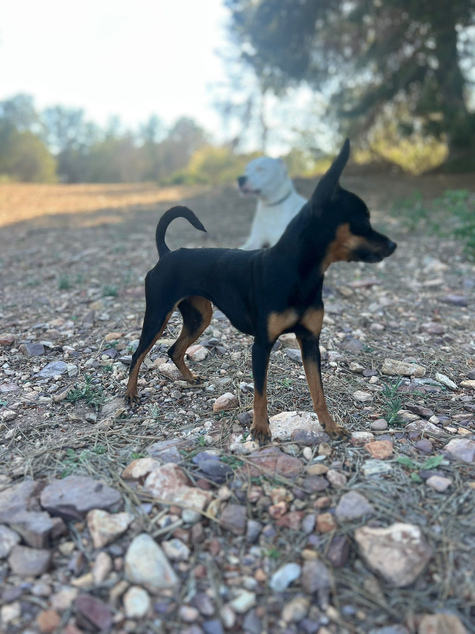 Perra Perdida en Murcia: Tipo Pincher Pequeña