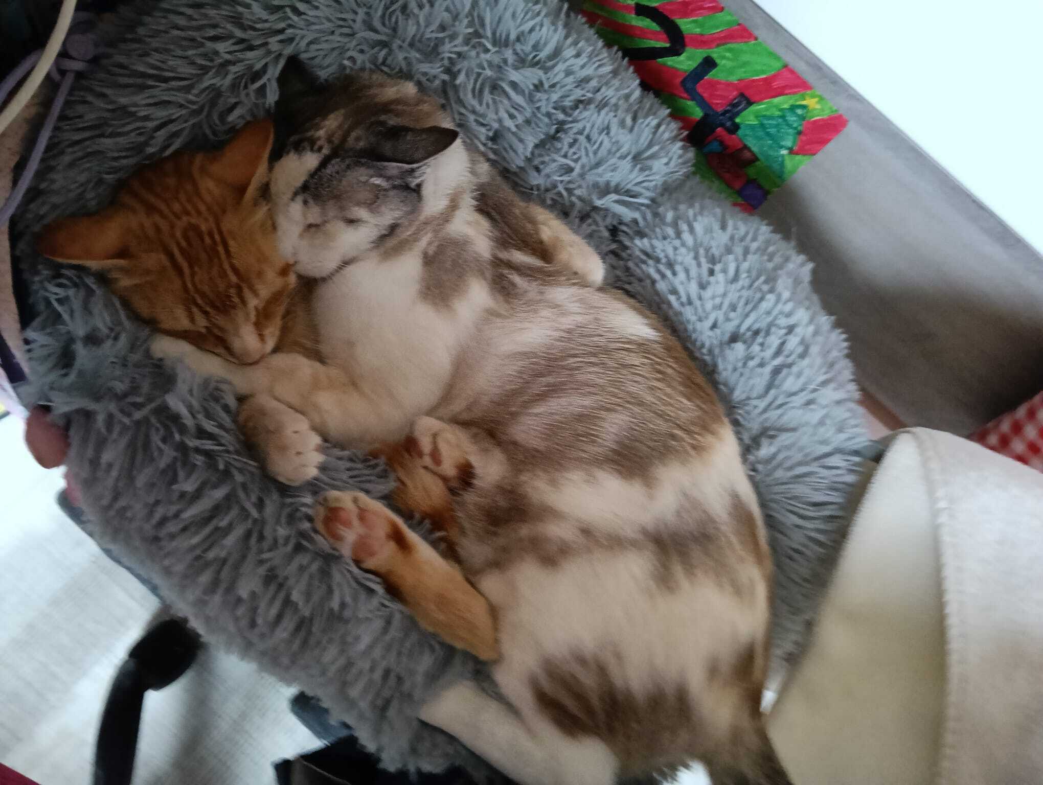 Gatos perdidos, , foto: Se busca gata blanca y gris en Mutxamel