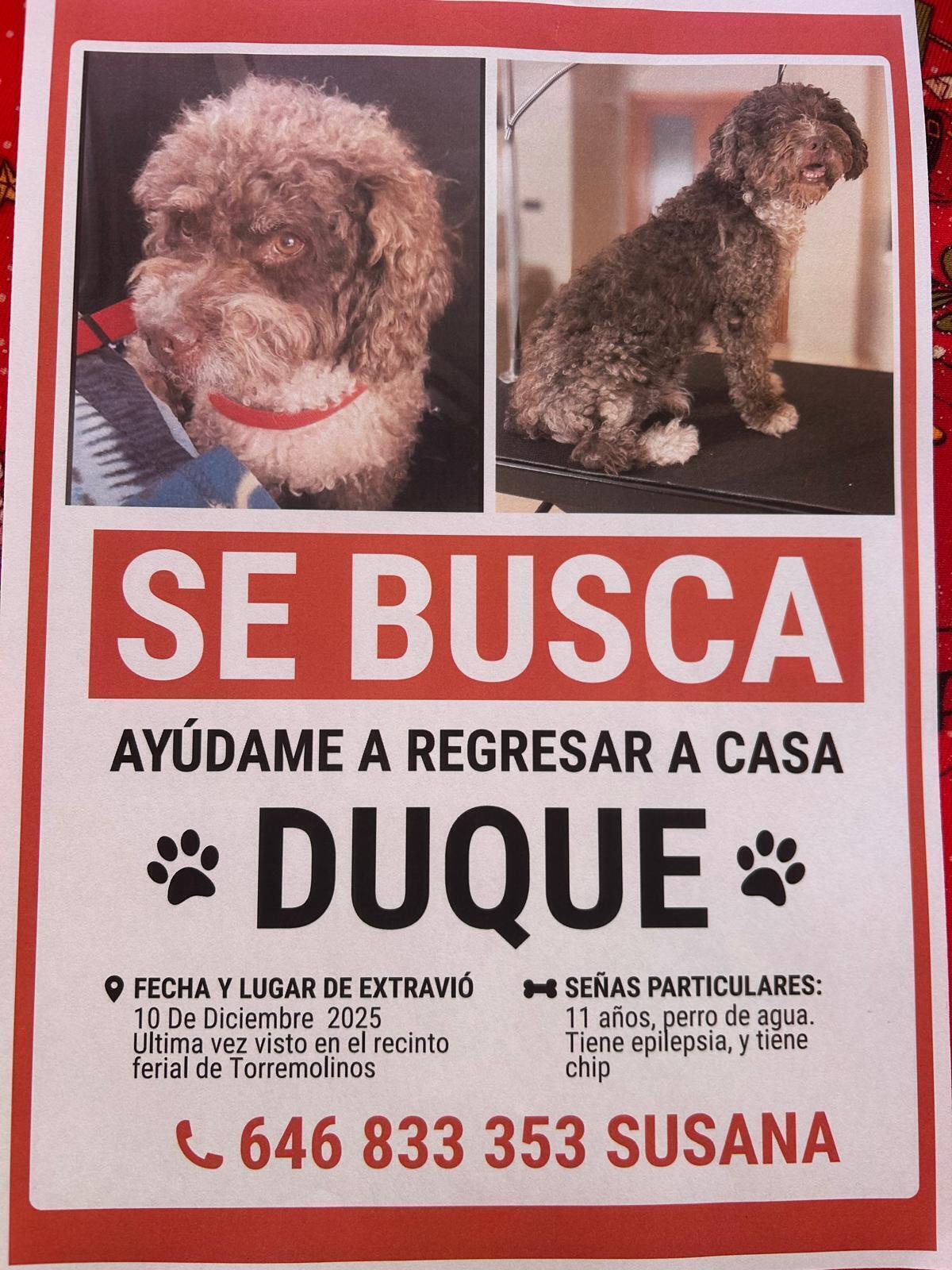 Animales perdidos , foto: Perro Perdido en Torremolinos: Ayuda