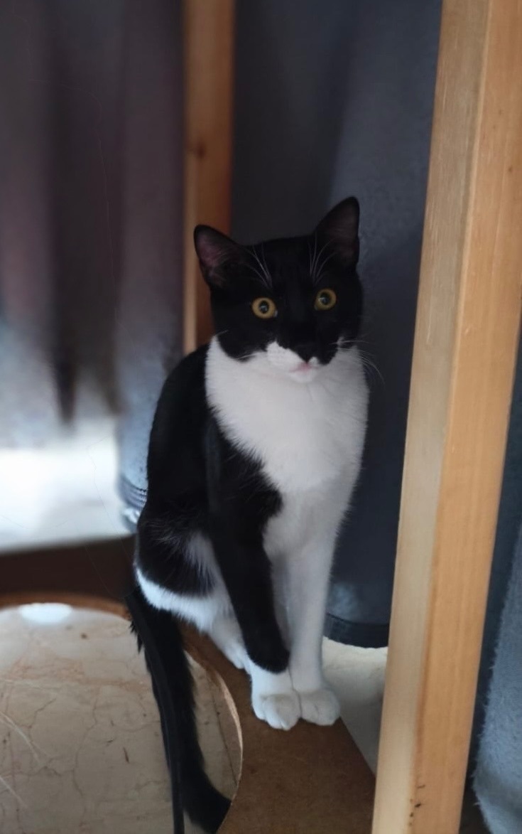 Gato perdido en Murcia: blanco y negro, macho