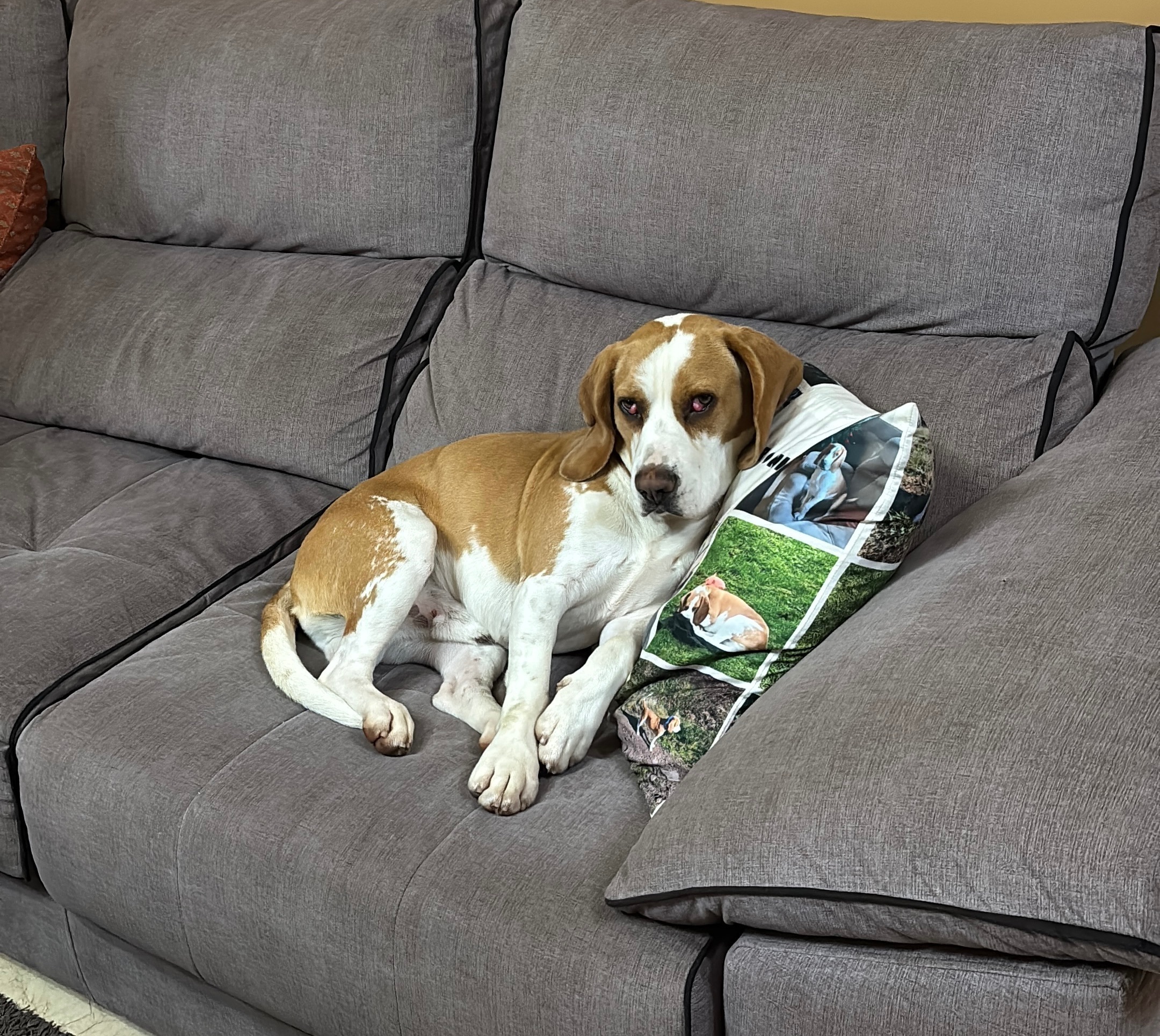 Perro Bicolor Perdido en Estrada de Valadares