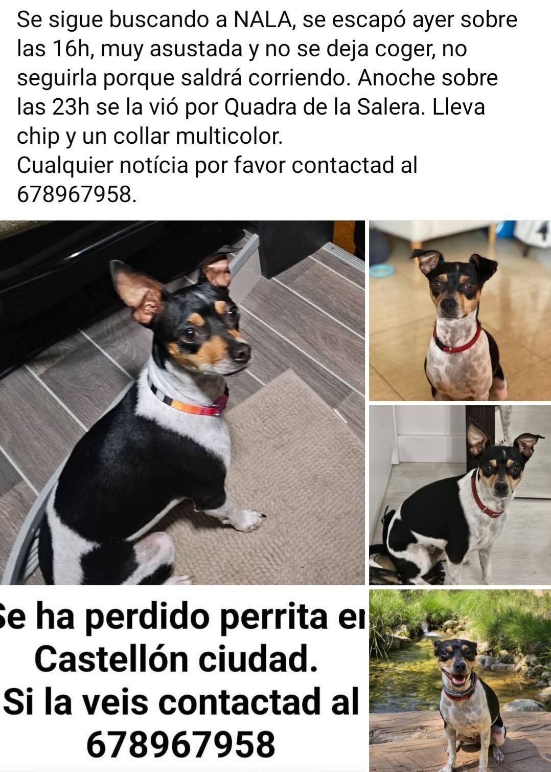 Perro Perdido en Castellón: Muy Asustadizo