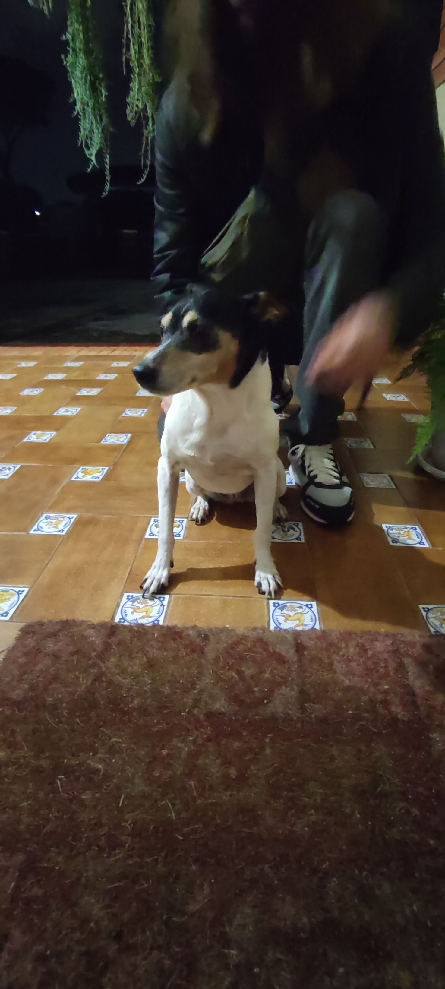 Perra Mayor Blanca y Negra Hal...