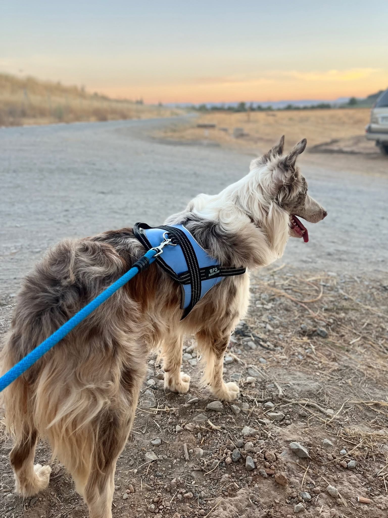 ¡Ayuda! Perdido Border Collie en El Chaparral