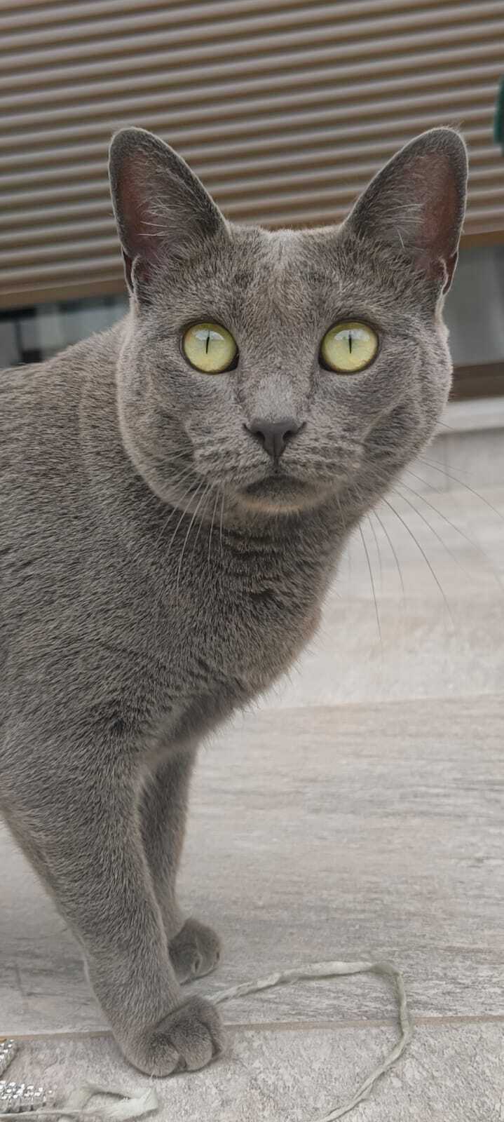 Gata Gris Perdida en Calle Maratón, Valdemoro