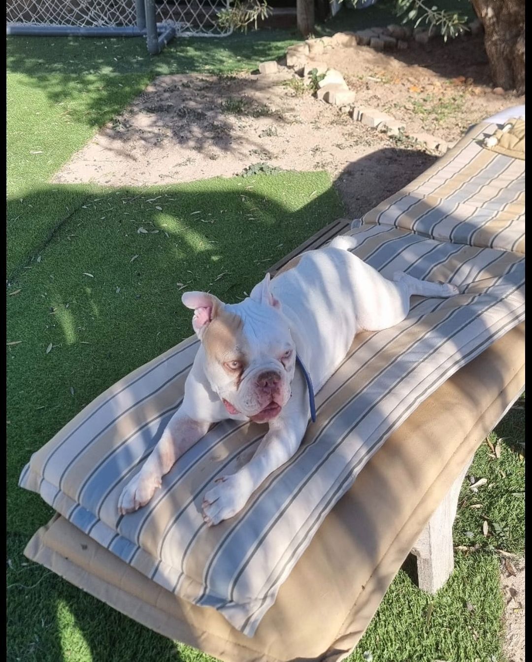 Perro Blanco Perdido en Carretera Tànger