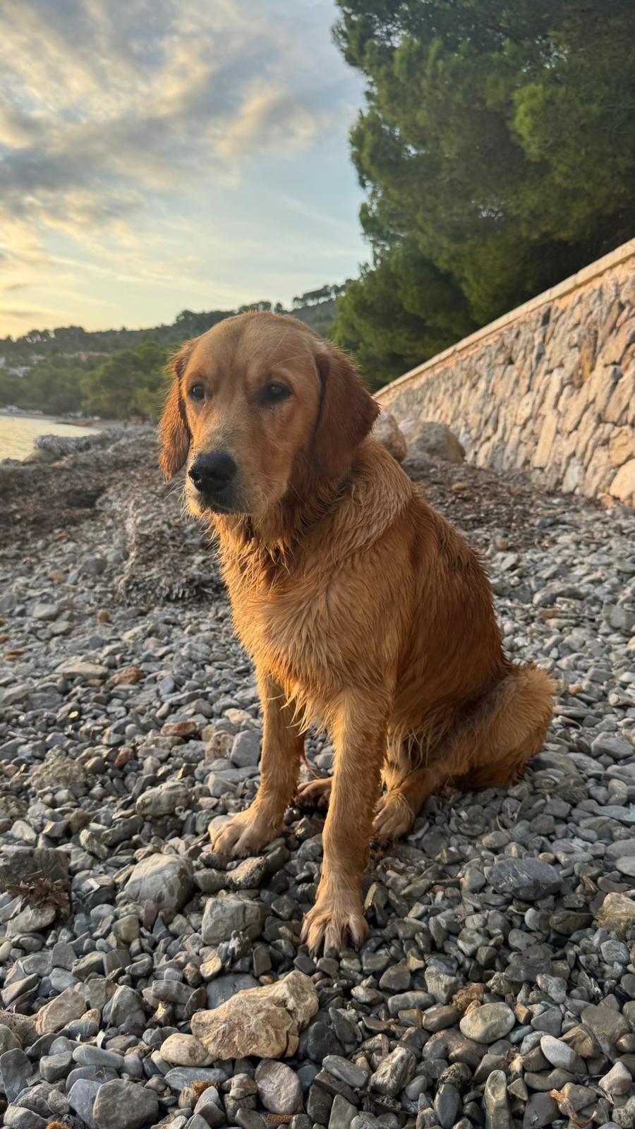 ¡Ayuda a Encontrar a Byron, Golden Perdido!