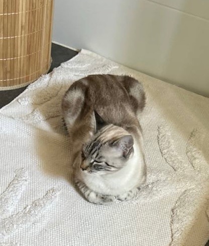 Gato Perdido: Tigre Blanco con Chip en Rojales