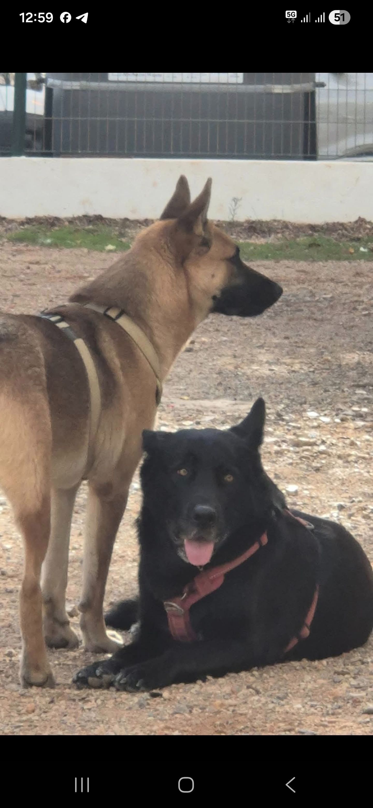 Perros Perdidos en Sant Josep: Nala y Ryu