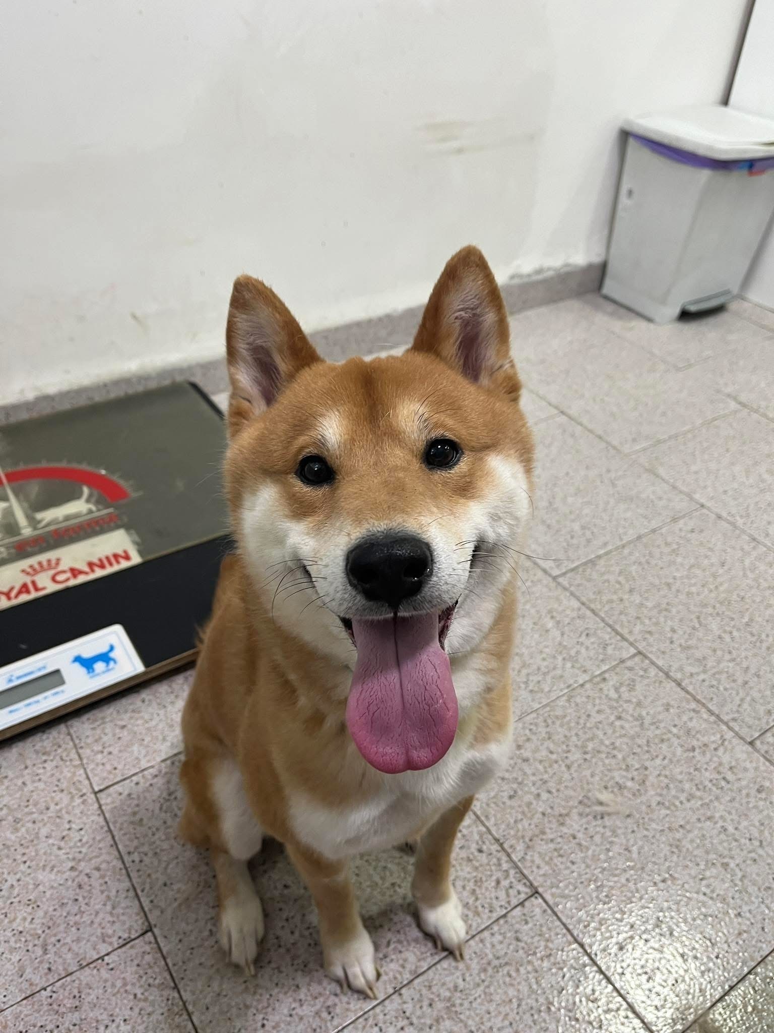 Perro Perdido en Elche de la Sierra: Urgente