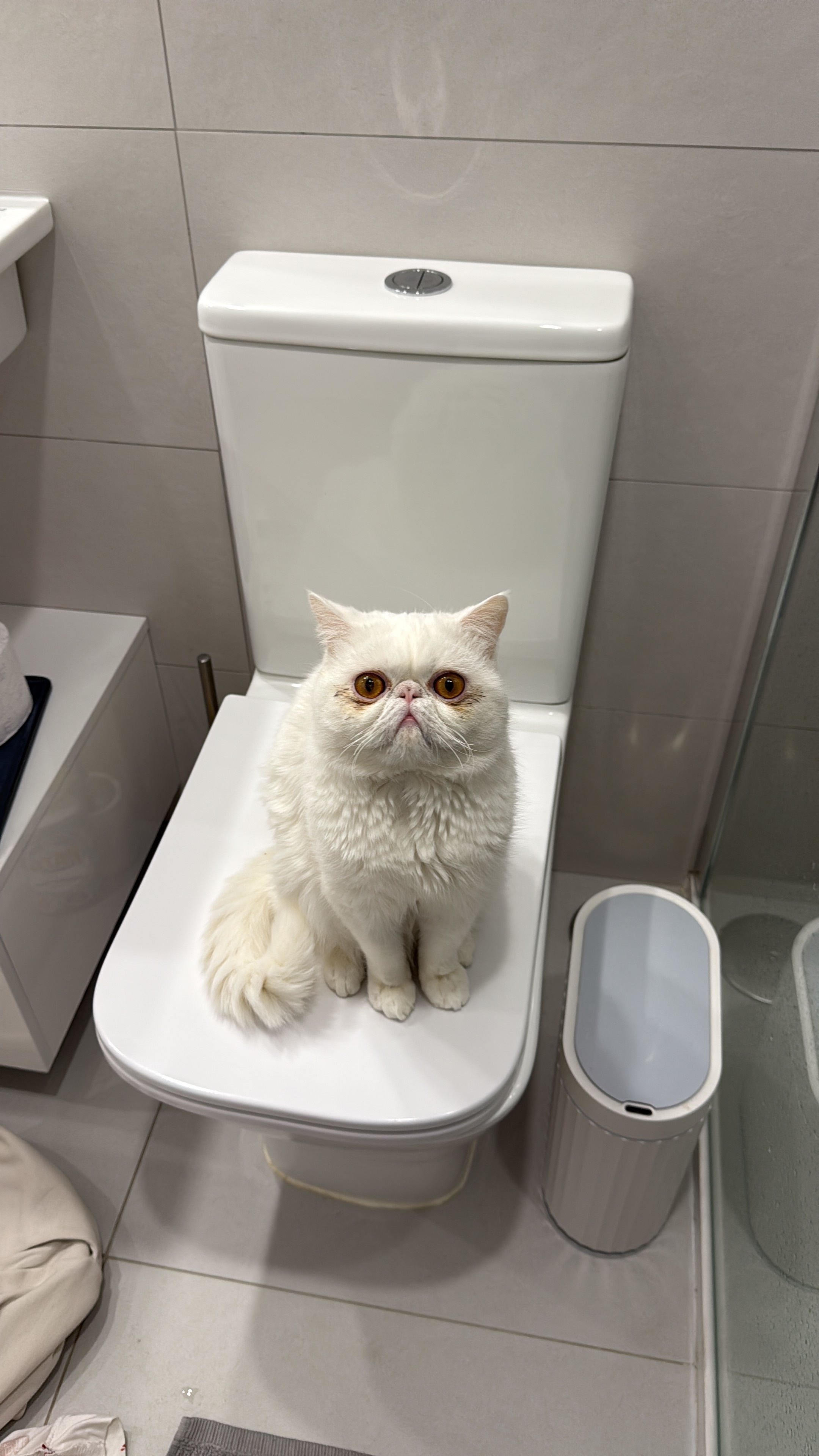 Gato Perdido: Jerry en Torrejón de Ardoz