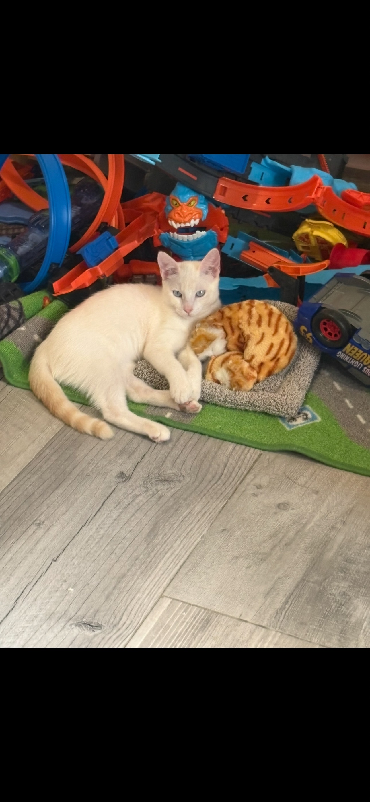 Gato Perdido en Alcalá: Ojos Azules y Cola Naranja