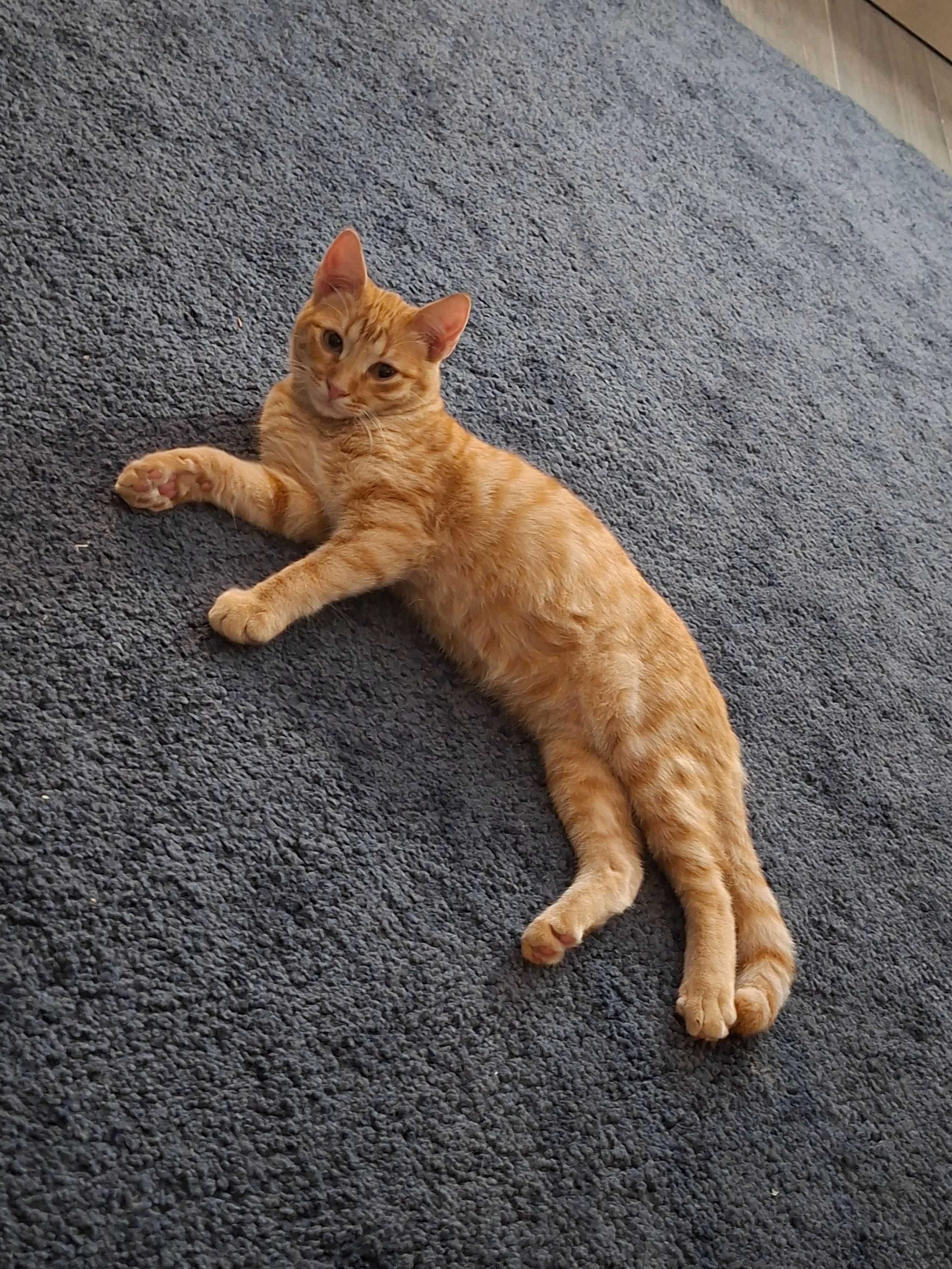 ¡Ayuda a encontrar a nuestro gato juguetón!