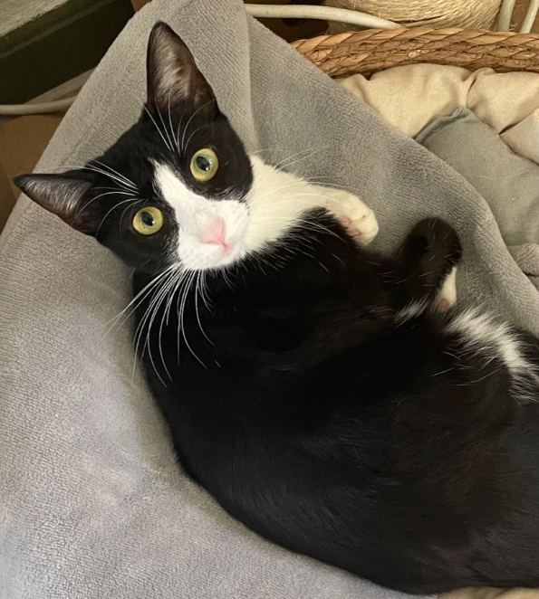 Busca a Gata Perdida: Negra y Blanca en Bilbao