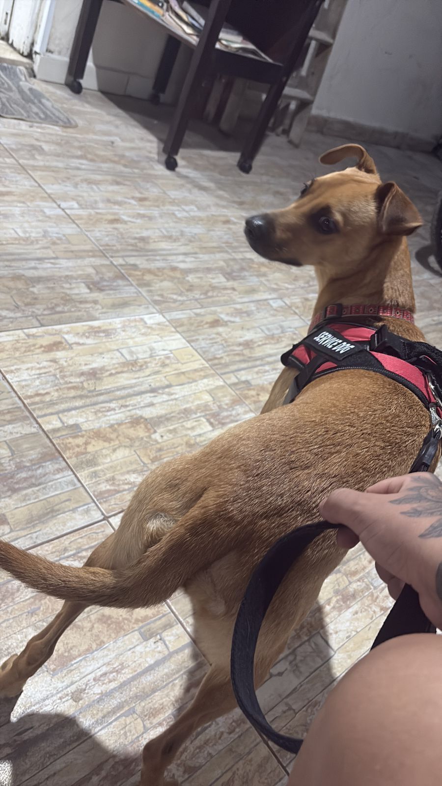 ¡Perro Perdido! Recompensa de 1000€