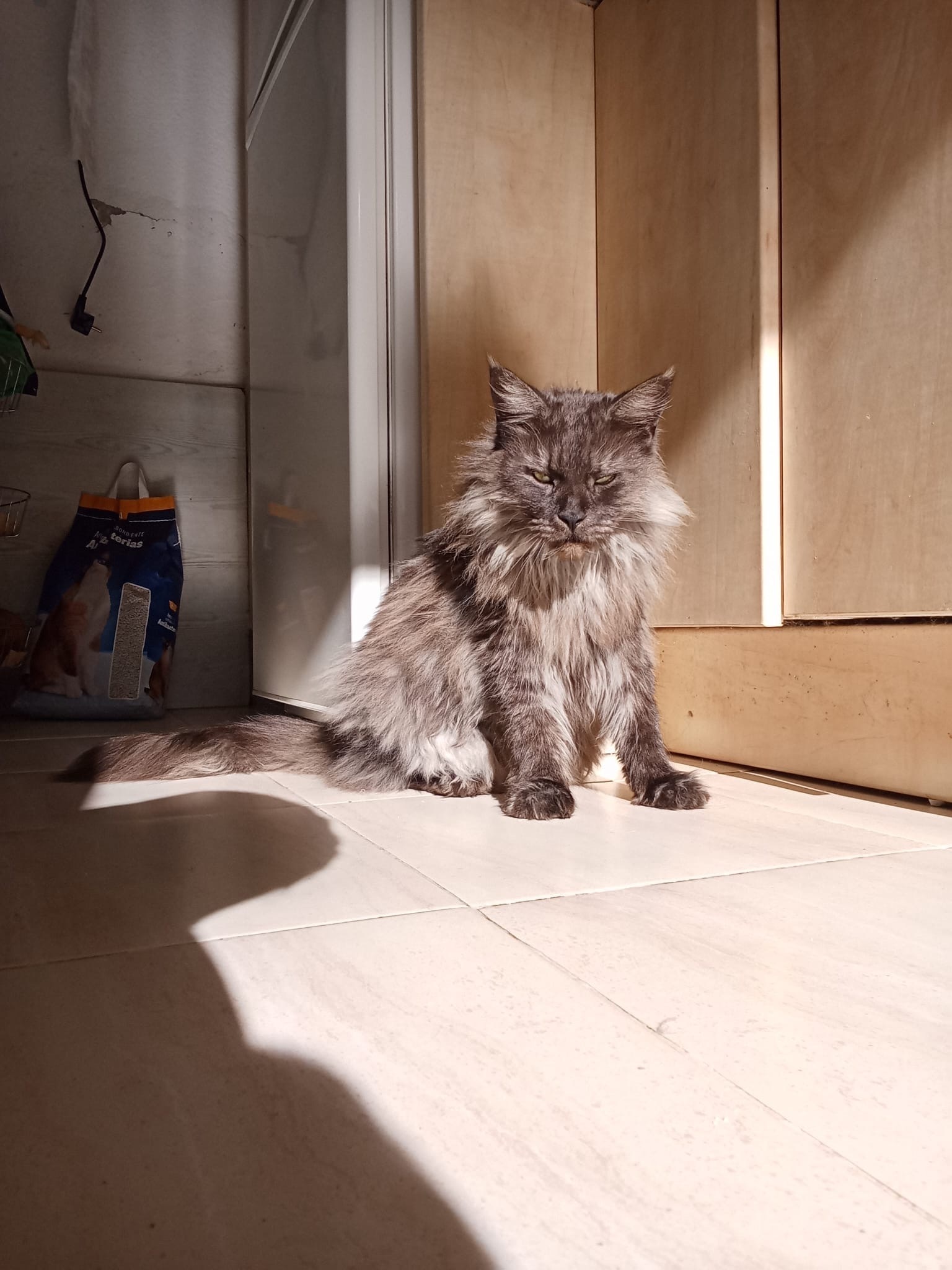 Se Busca: Gata Gris Peluda en Andalucía