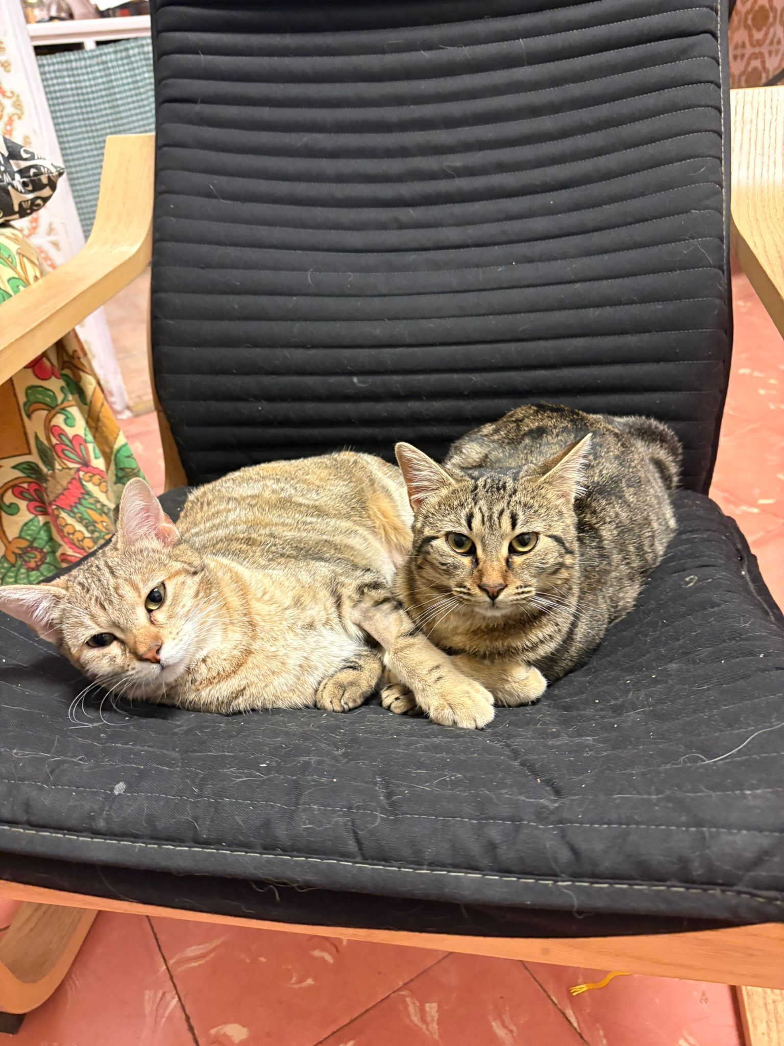 Gato Gris Perdido en Torrente - Ayuda