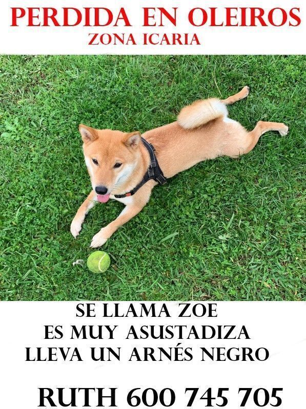 Perro Perdido: Parecido a Zorro, Arnés Negro