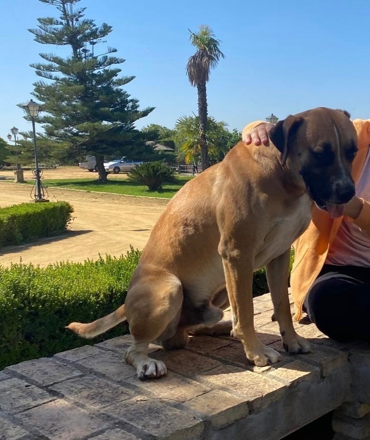 Perro perdido: mancha blanca y cojea