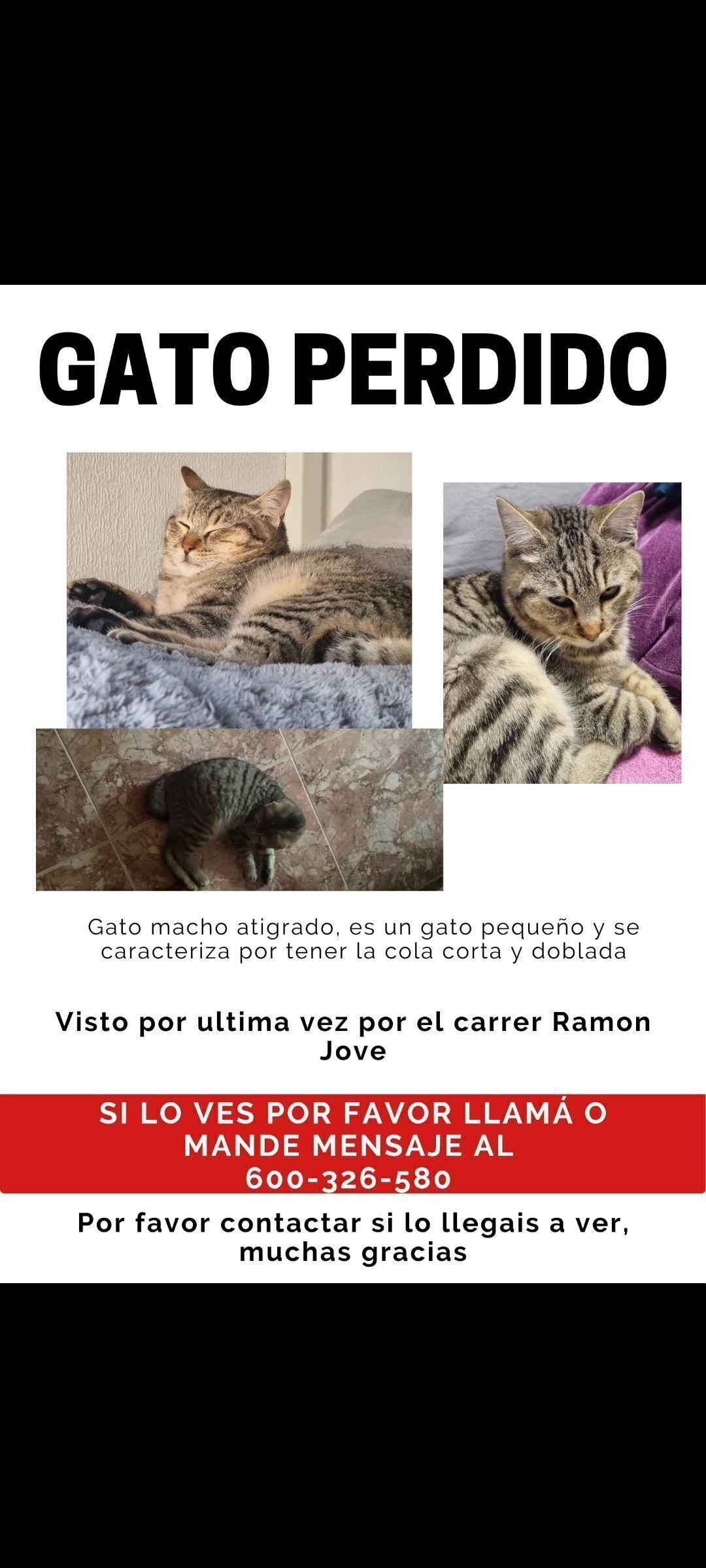 Gato Atigrado Perdido en Sabadell: Cola Corta