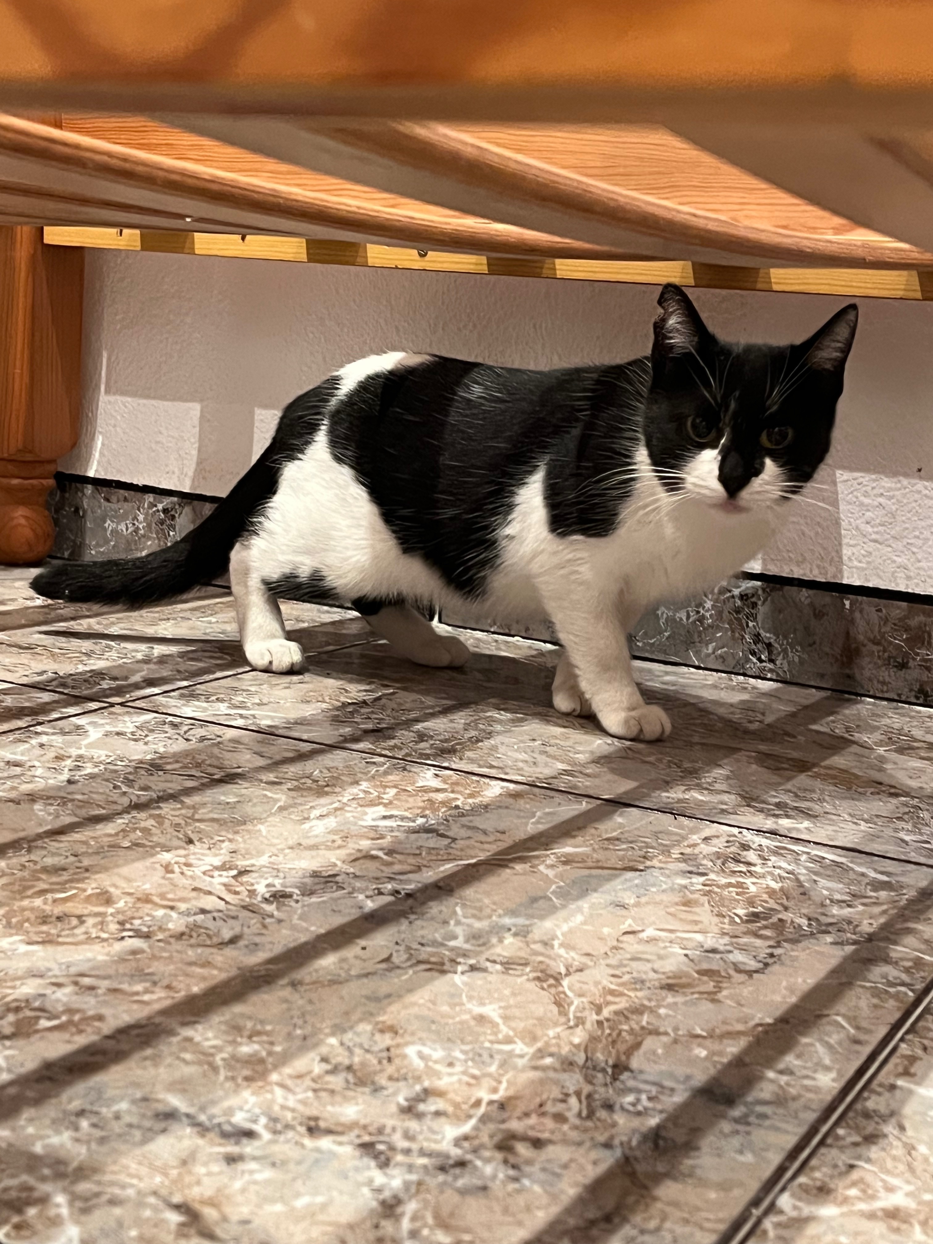 Gato Encontrado en Elche: Cariñoso y Perdido