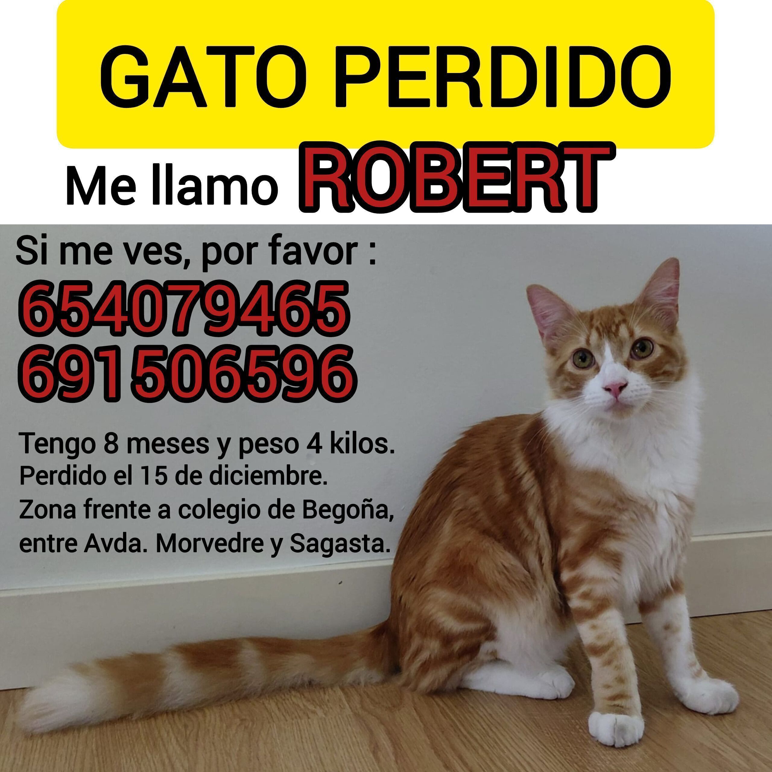¡Gato Pelirrojo Perdido en Sagunto!