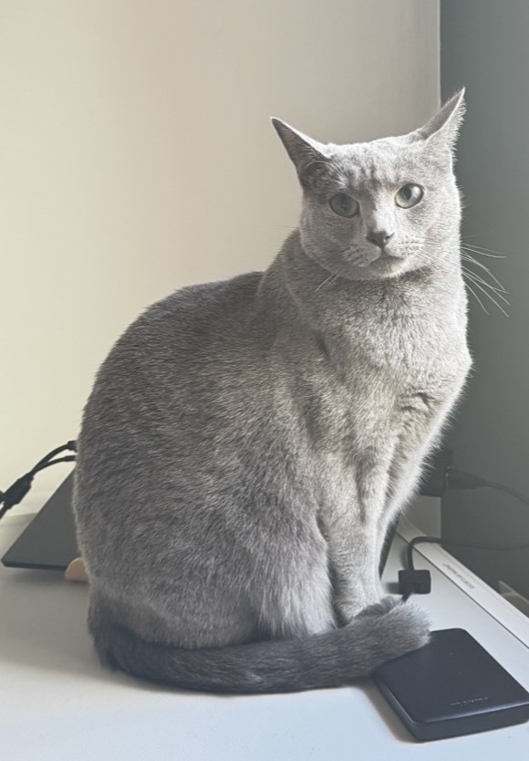 ¡Ayuda a encontrar a Dorian, gato perdido!