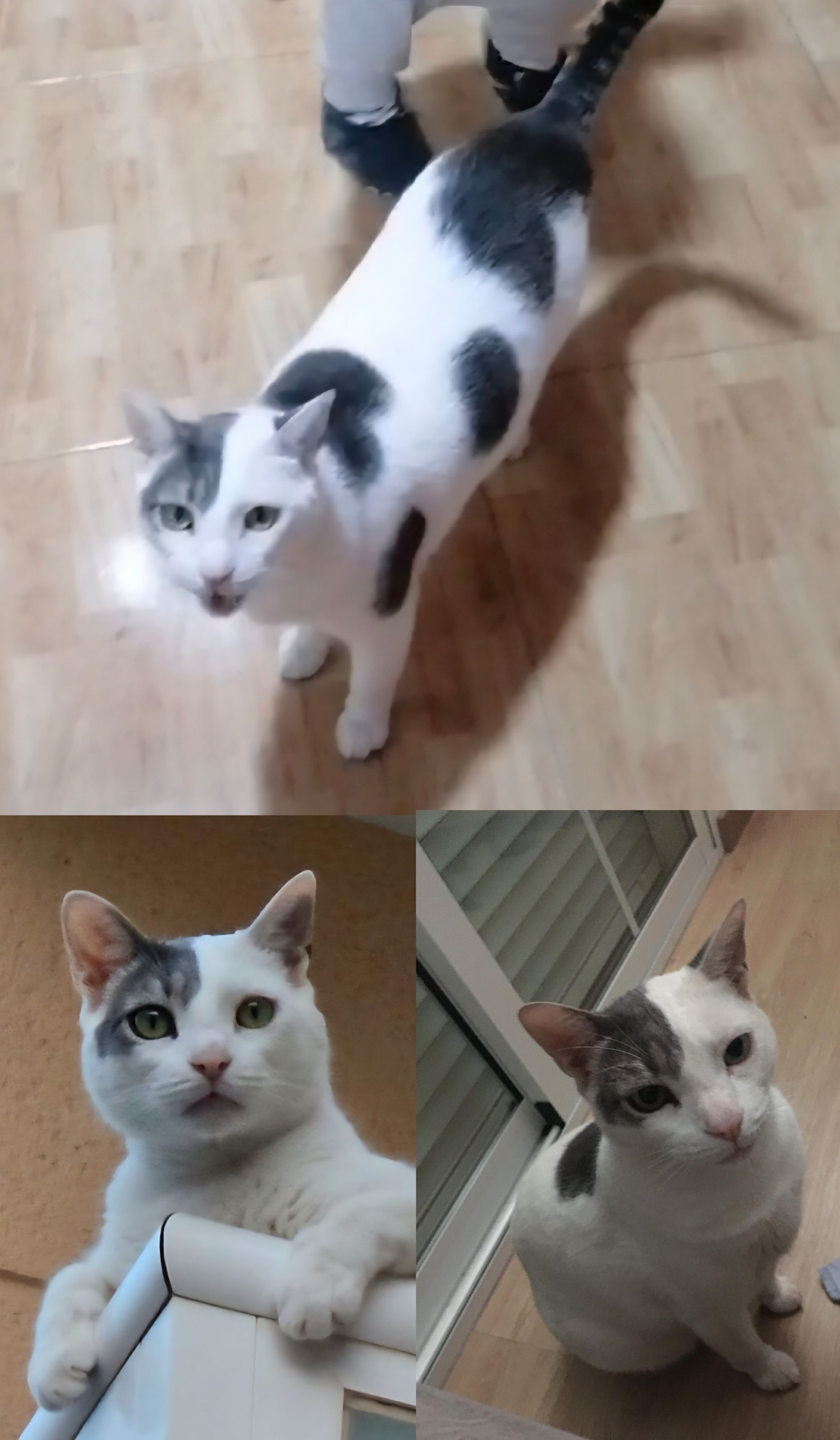 Gato Grande Perdido en Águilas, Murcia