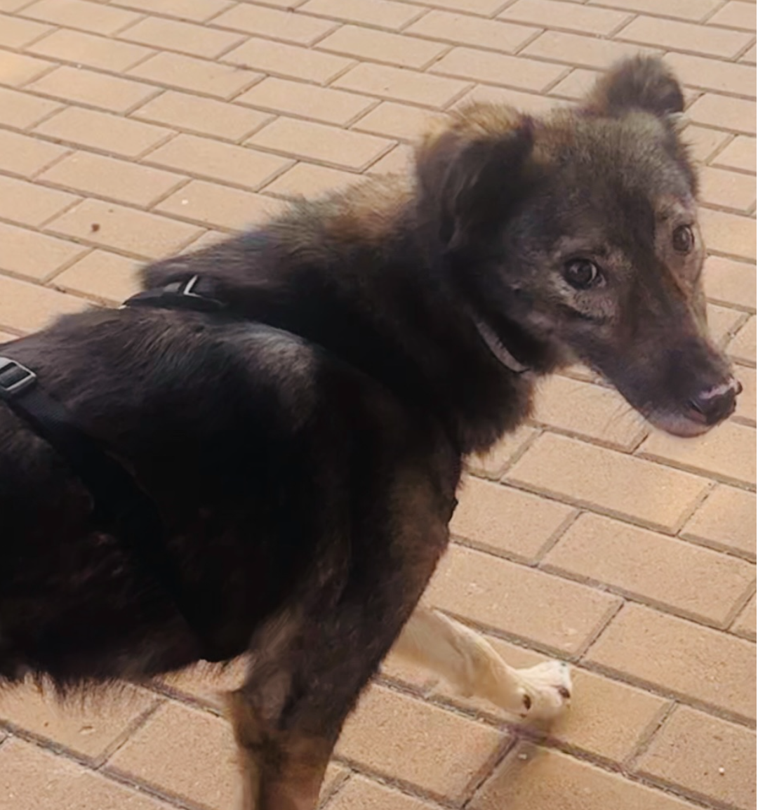 Perro Marrón Perdido en Puzol: Necesita Tratamiento