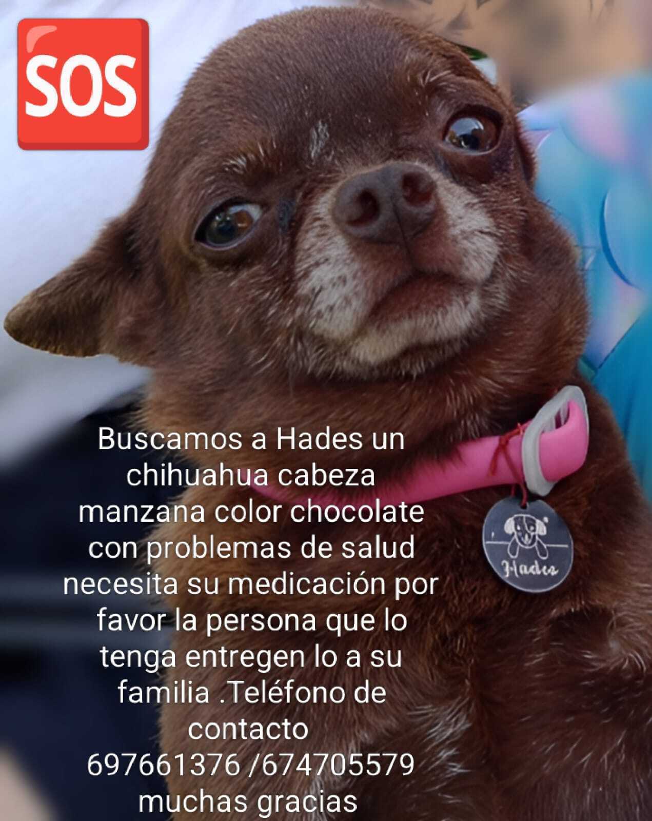 Perro Perdido en Los Realejos, Canarias