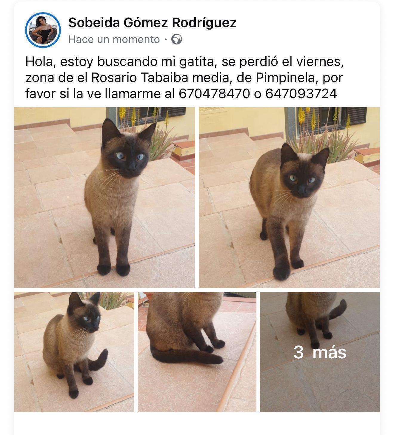 Gata Perdida en Tabaiba Media, Tenerife