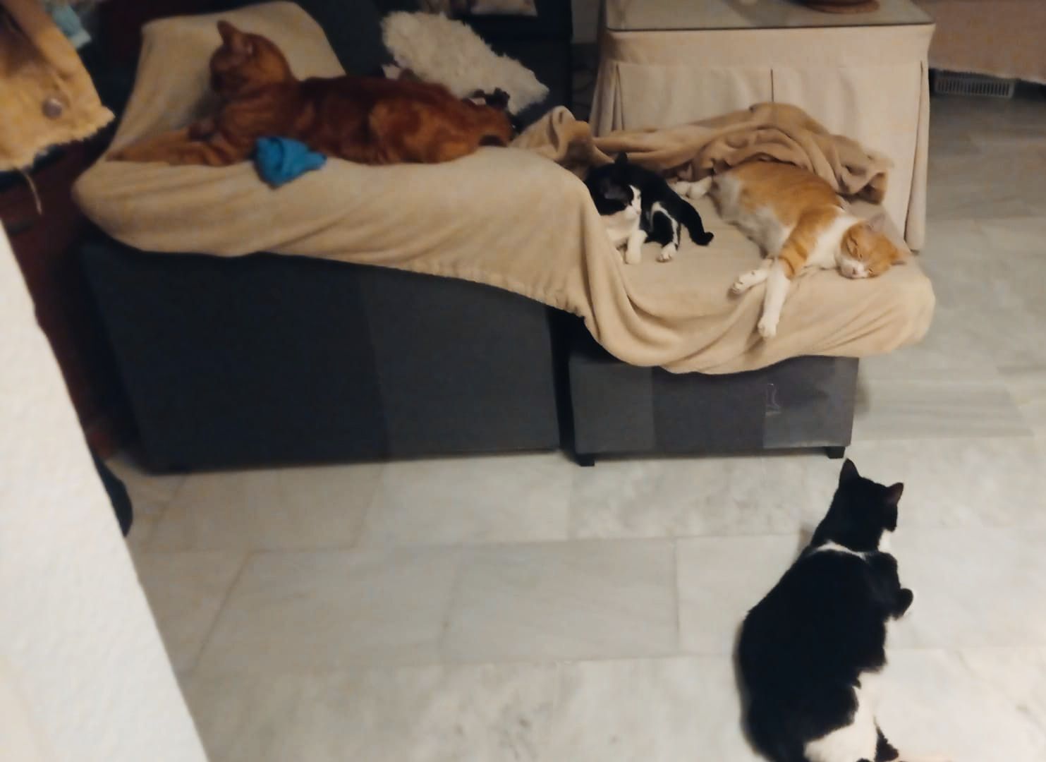 ¡Gata Oreo Perdida en Urbasur, Andalucía!