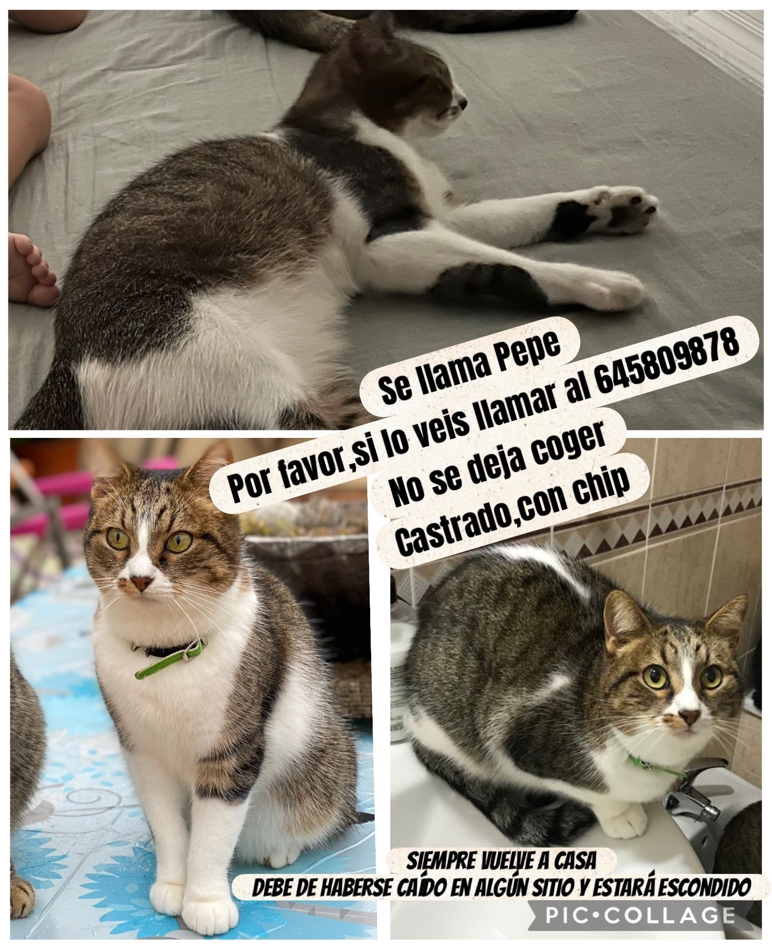 ¡Gato Perdido! Detalles Únicos en Jerez