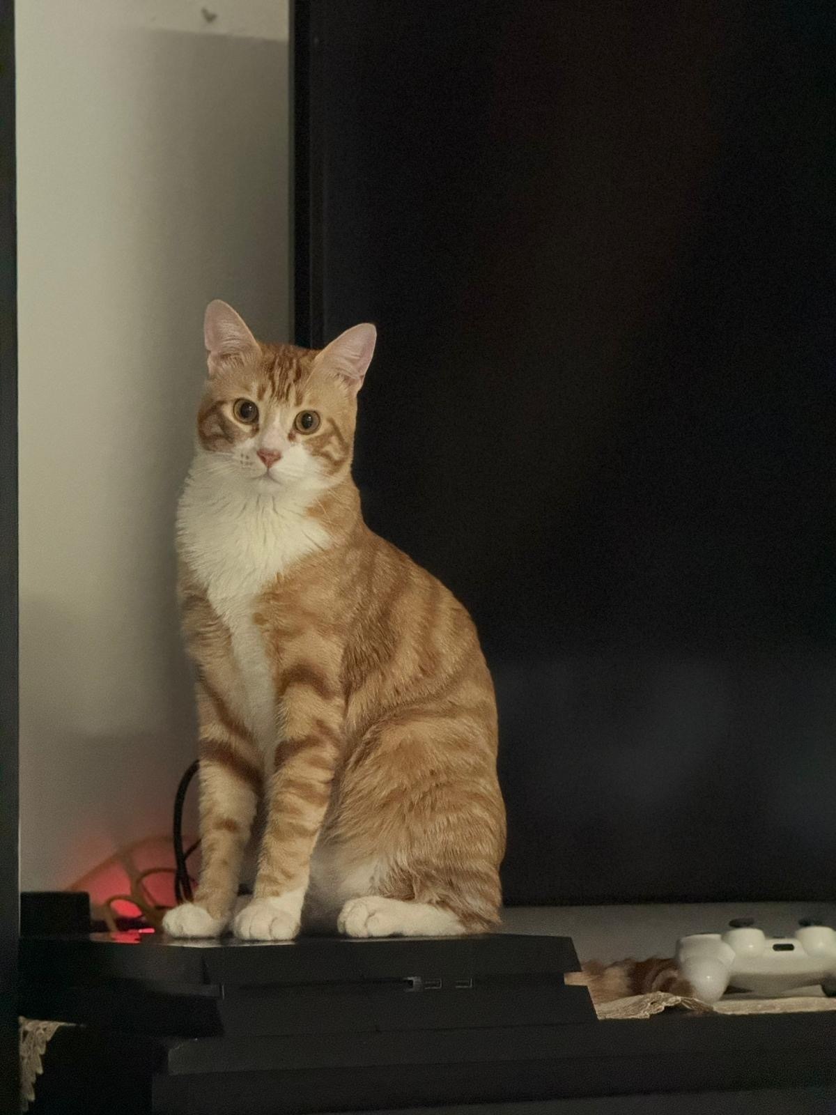 Buscamos a Oro: Gato Naranja Perdido en Reus