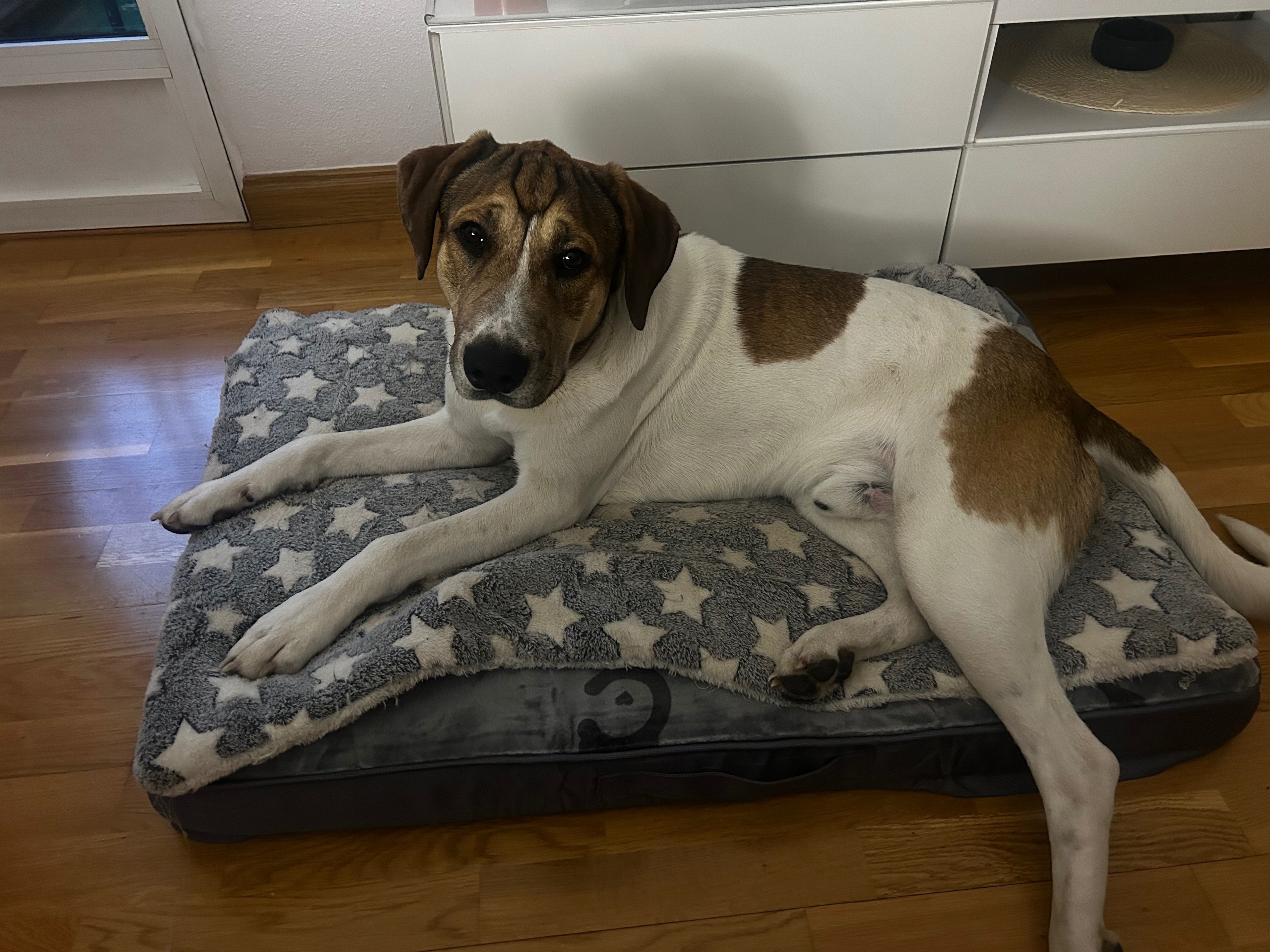 Cachorro Cariñoso Busca Hogar en Murcia