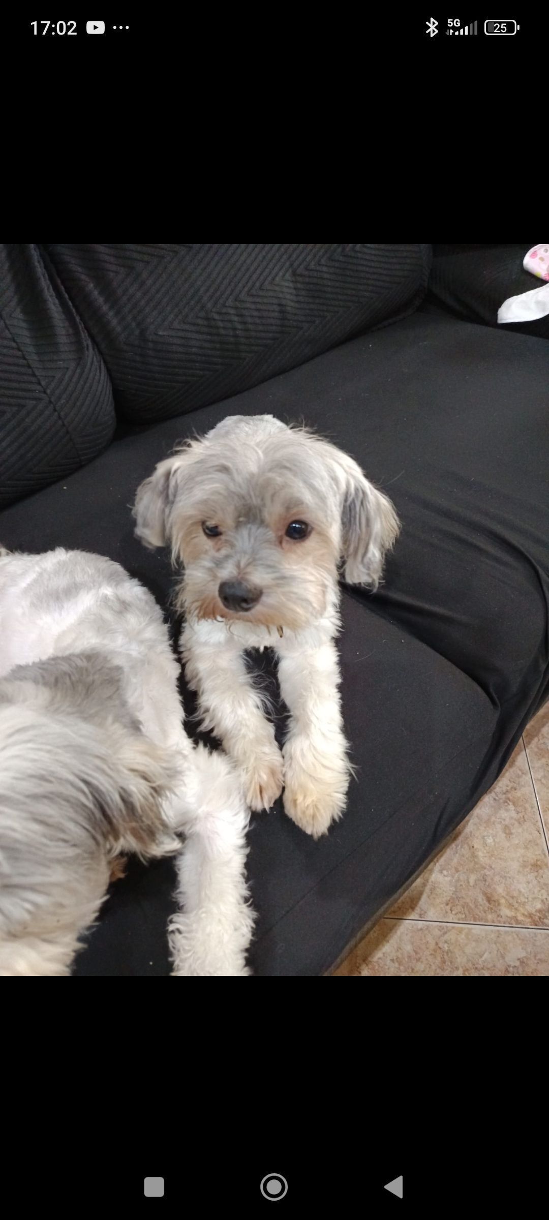 Perro Perdido: Pequeño y Peludo en El Prat