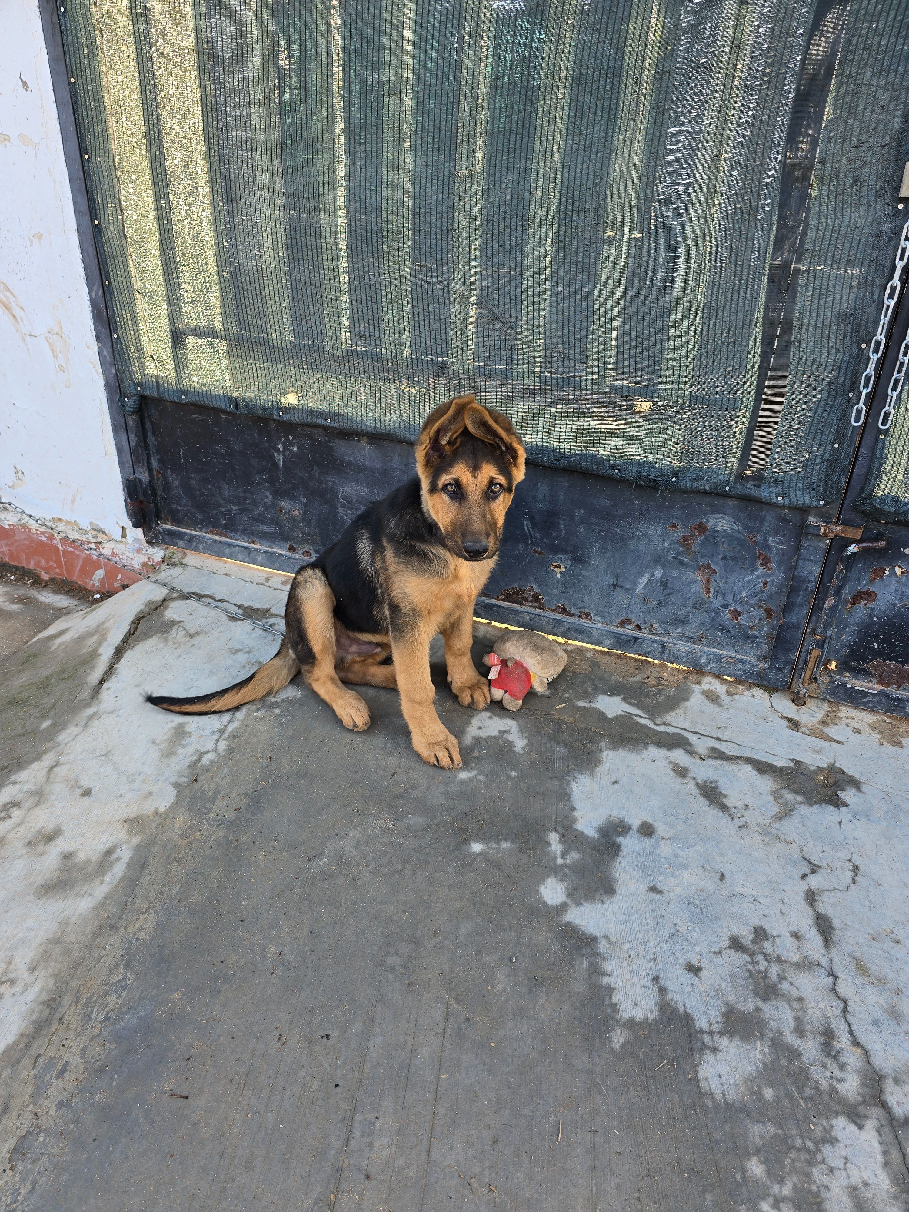 Perro Perdido en Vilamarxant: Cachorro Cariñoso