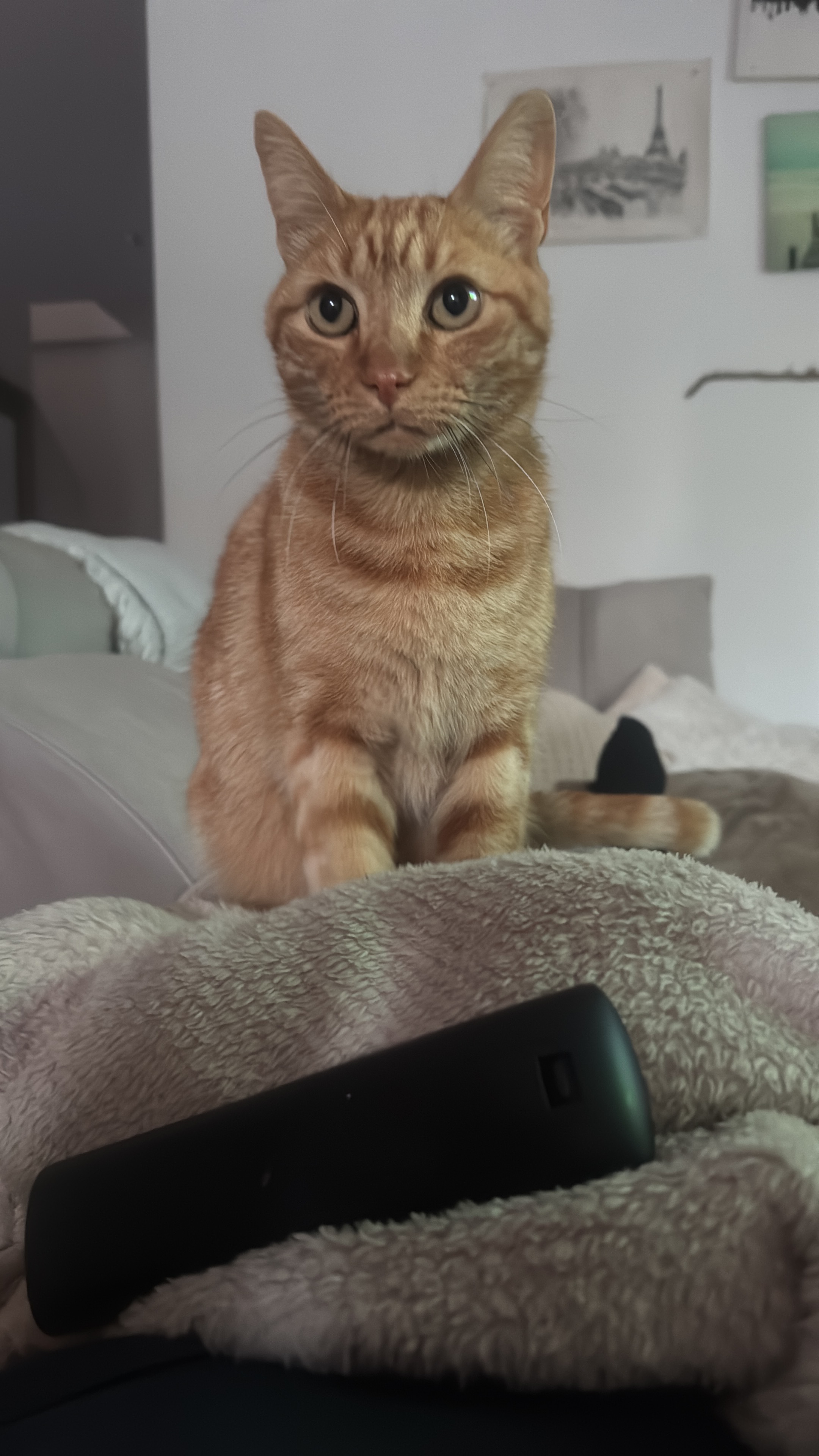 Gato Naranja Perdido en Rincón de la Victoria