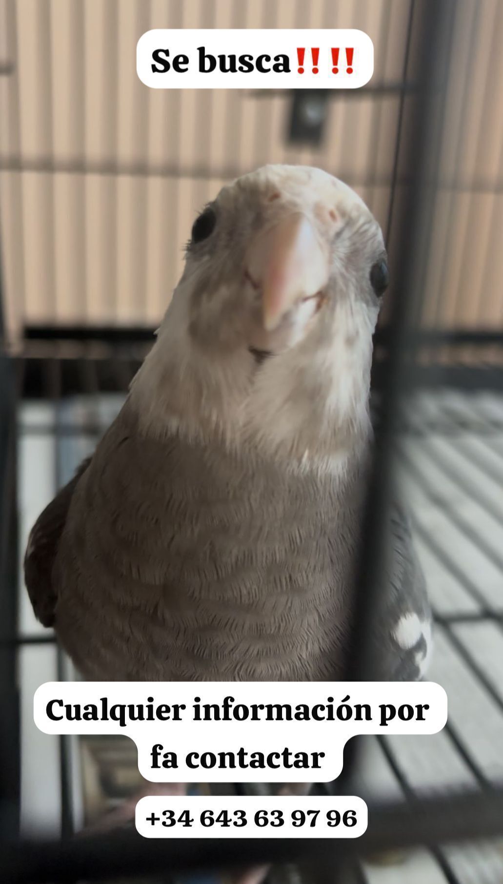 Ave Perdida: Gris y Blanca en Campos