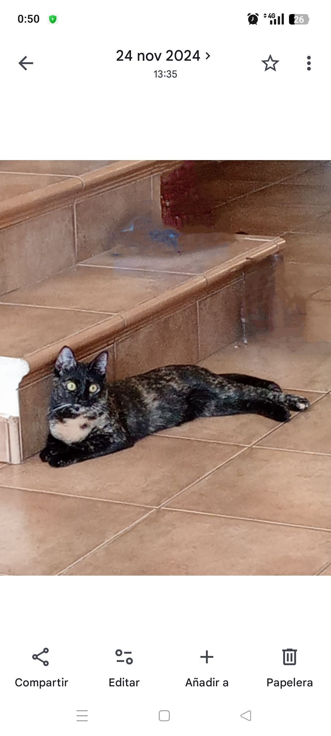 Gato Perdido: Negro, Manchas Marrones y Blancas