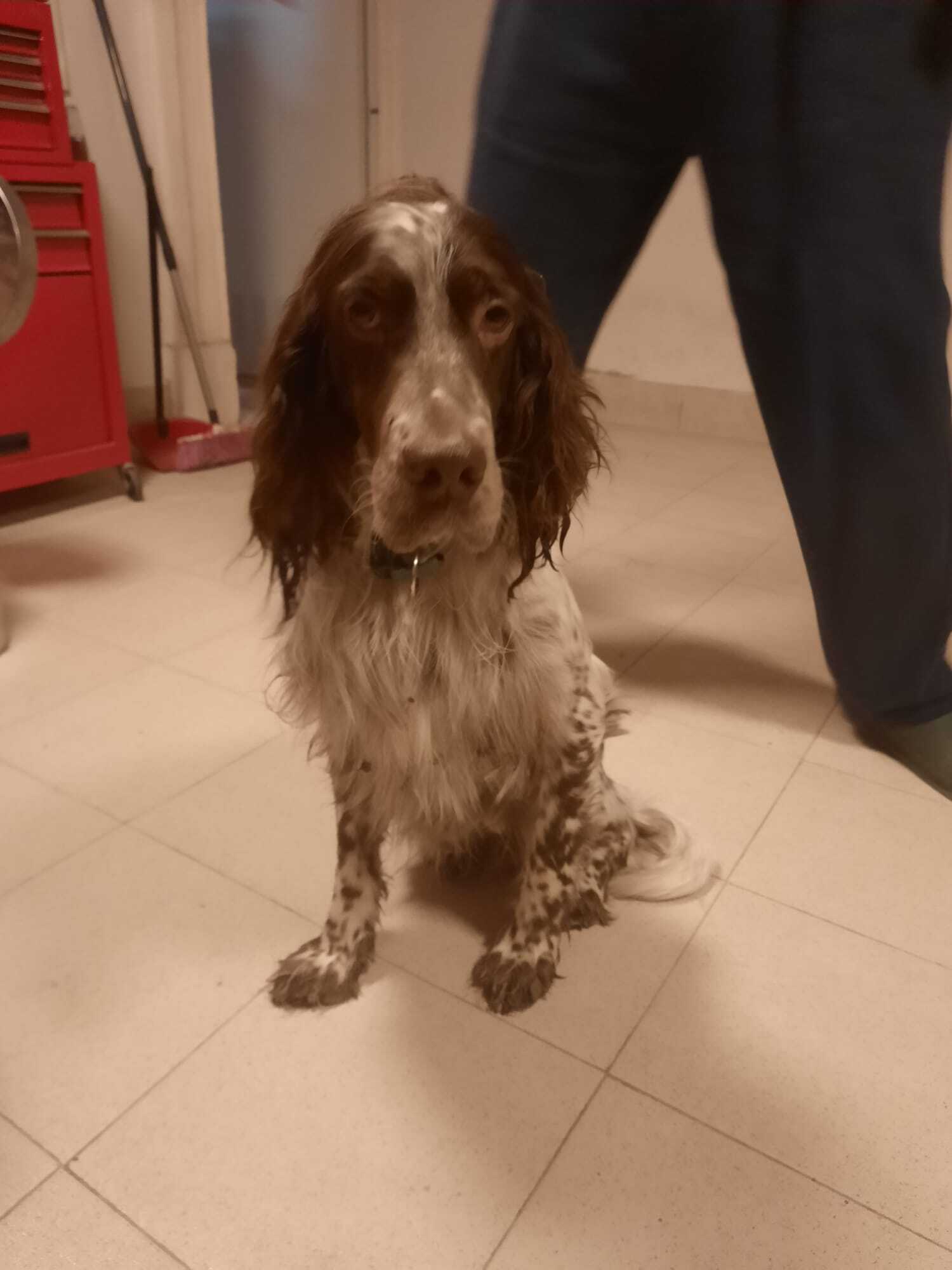 Perro Mayor Blanco y Marrón Ha...