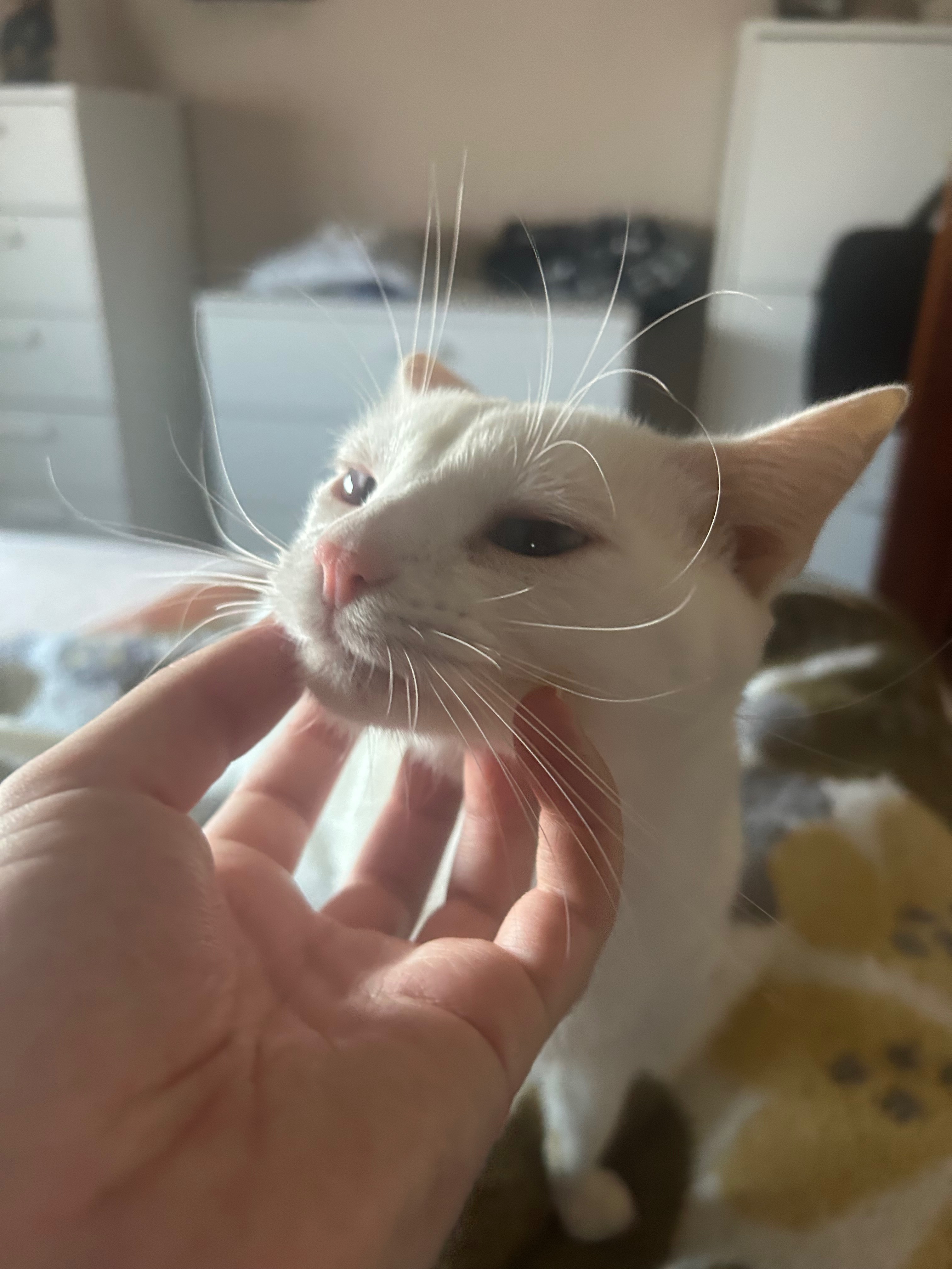 Gato Blanco Perdido en Huelva: Ojos Azules